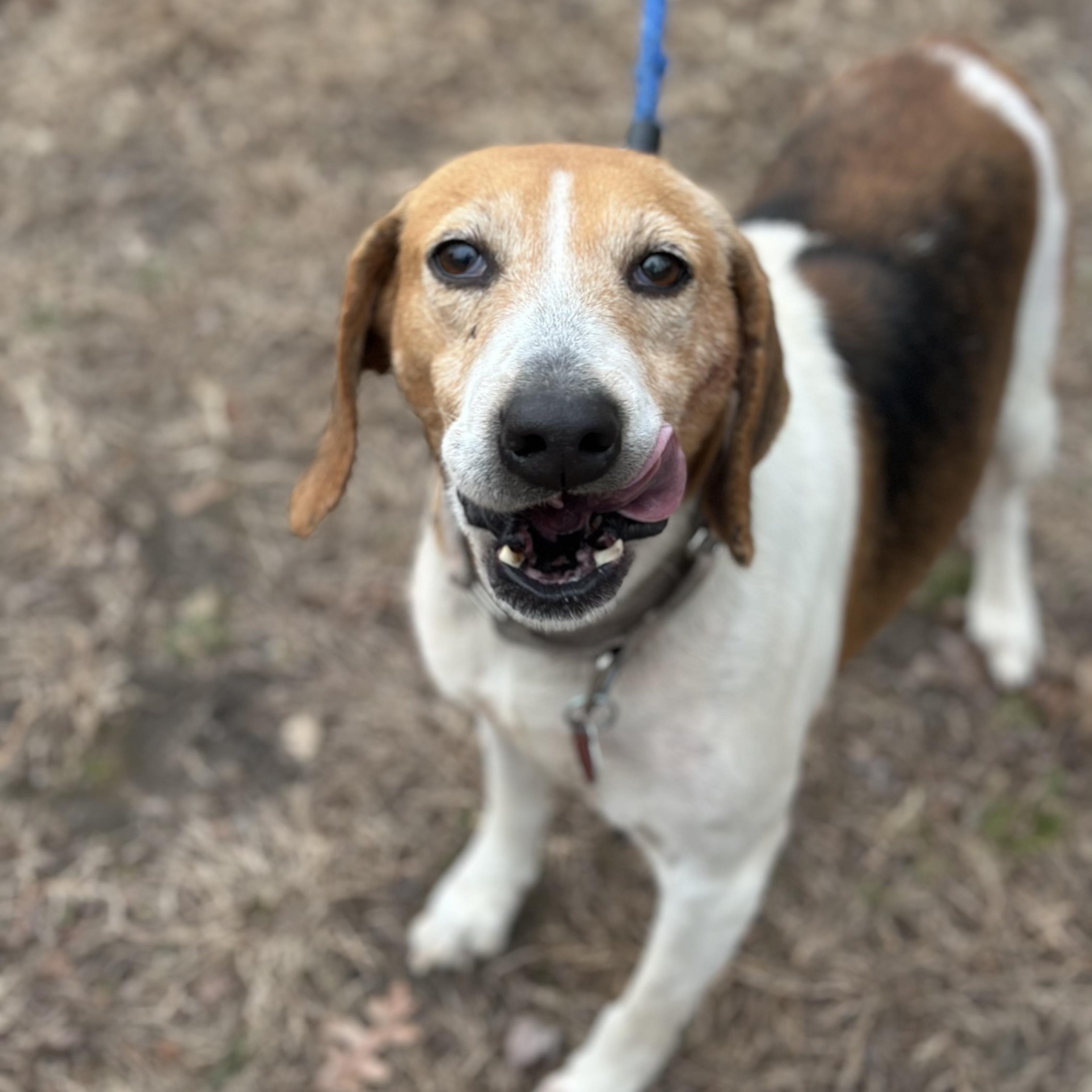 Wanda, a ADOPTABLE Hound in Gloucester, VA image 2/3