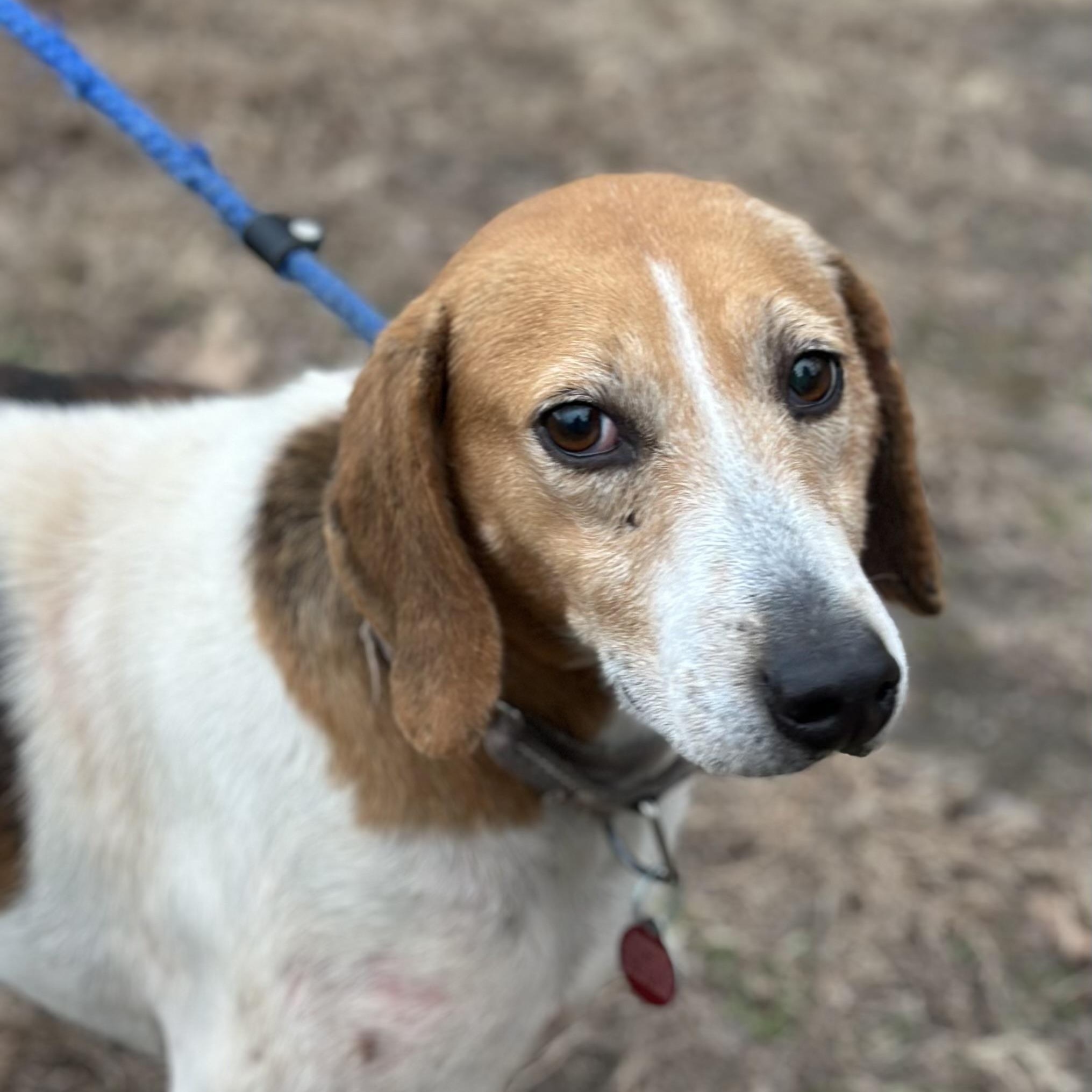 Wanda, a ADOPTABLE Hound in Gloucester, VA image 1/3
