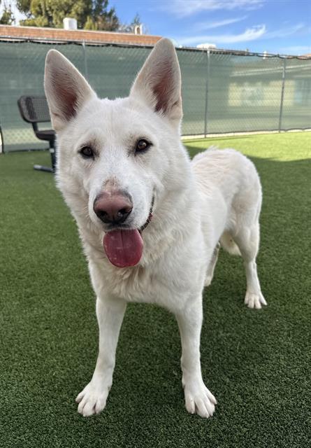 SHAWN, Adoptable, Young Male German Shepherd Dog & Mixed Breed.