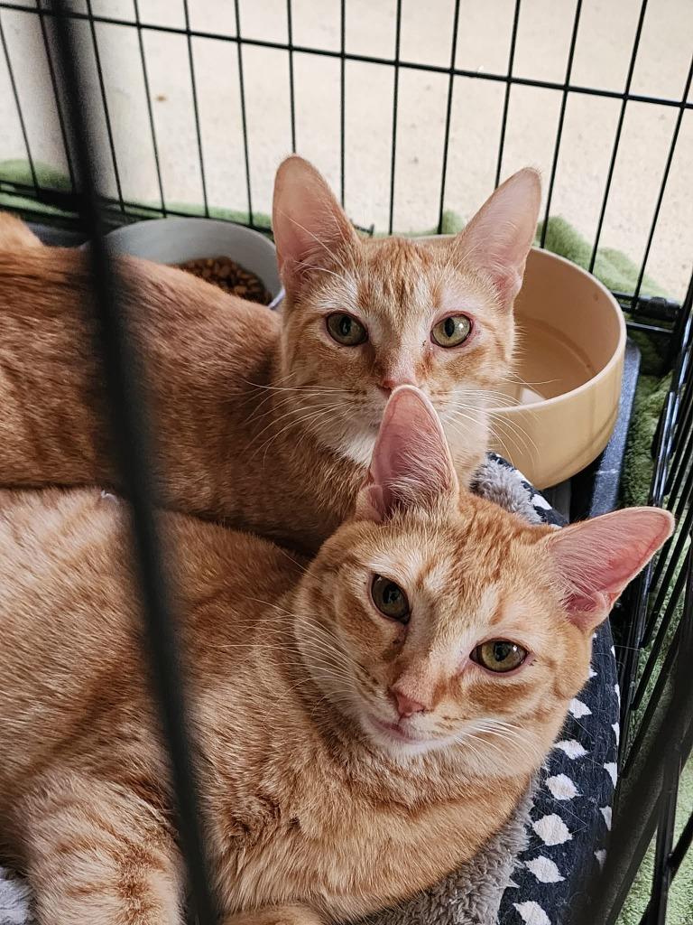 Adam, Adoptable, Young Male Domestic Short Hair.