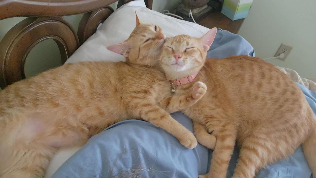 Enlarge Adam, a Adoptable mixed breed in Rome, GA image 2/4