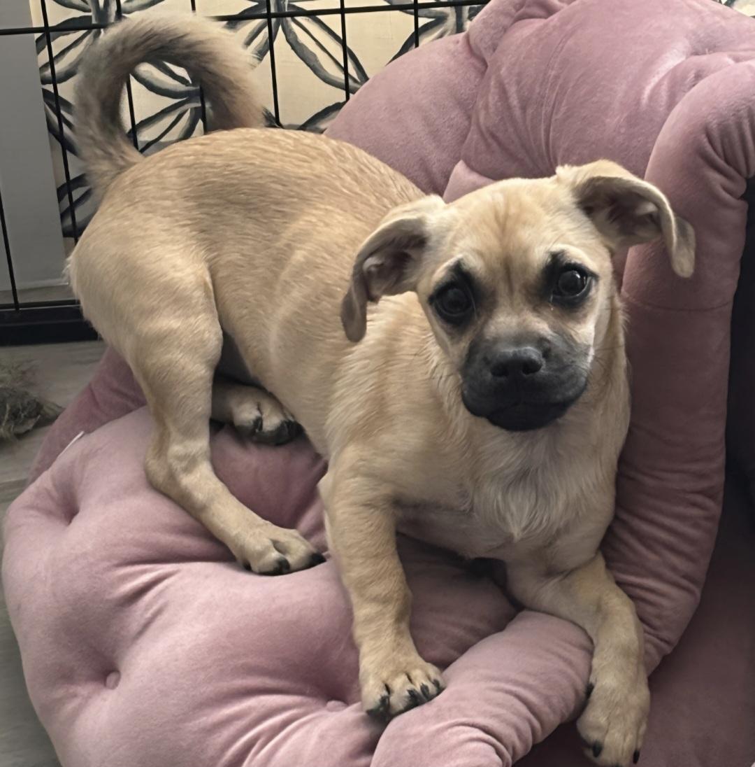 Honey, ADOPTABLE, Puppy Female Dachshund & Pug.