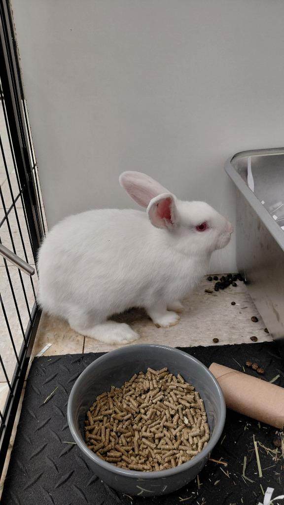 Phoebe, Adoptable, Baby Female New Zealand.