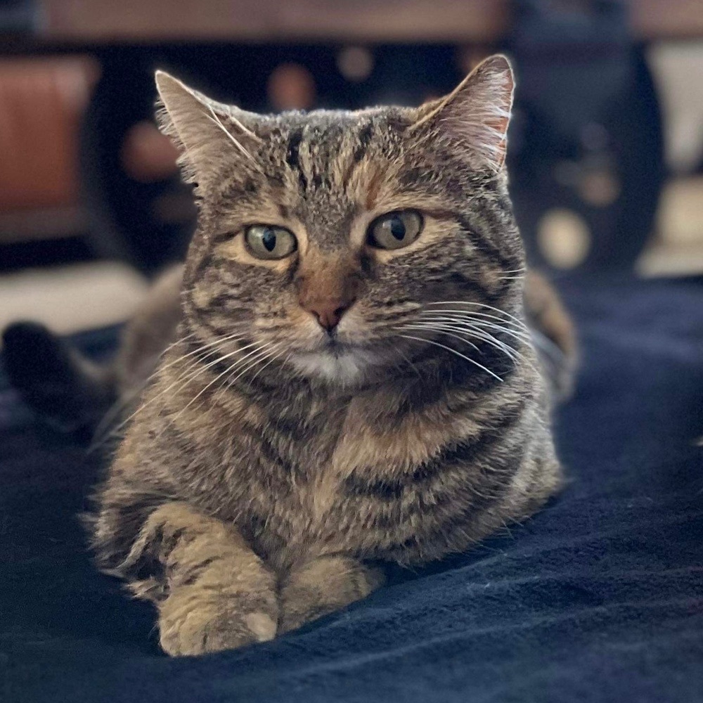 Kit Kat