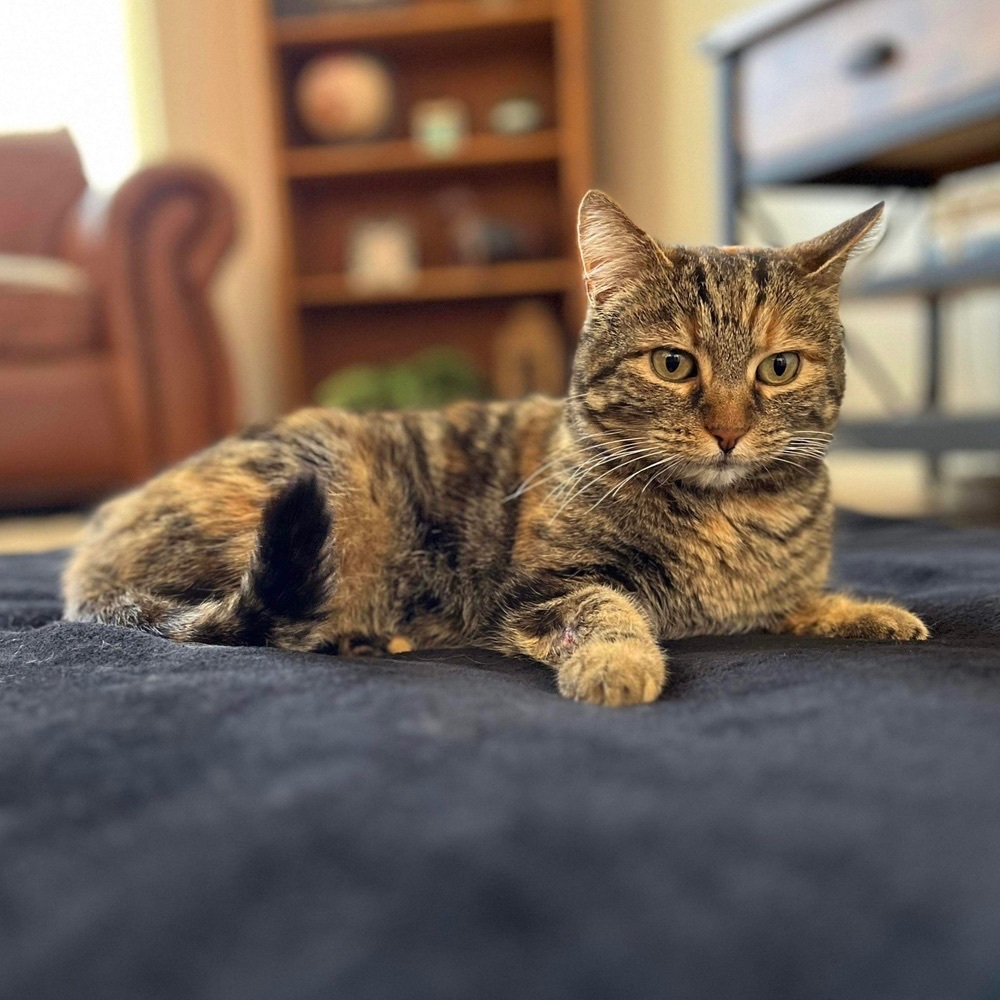 Kit Kat 3