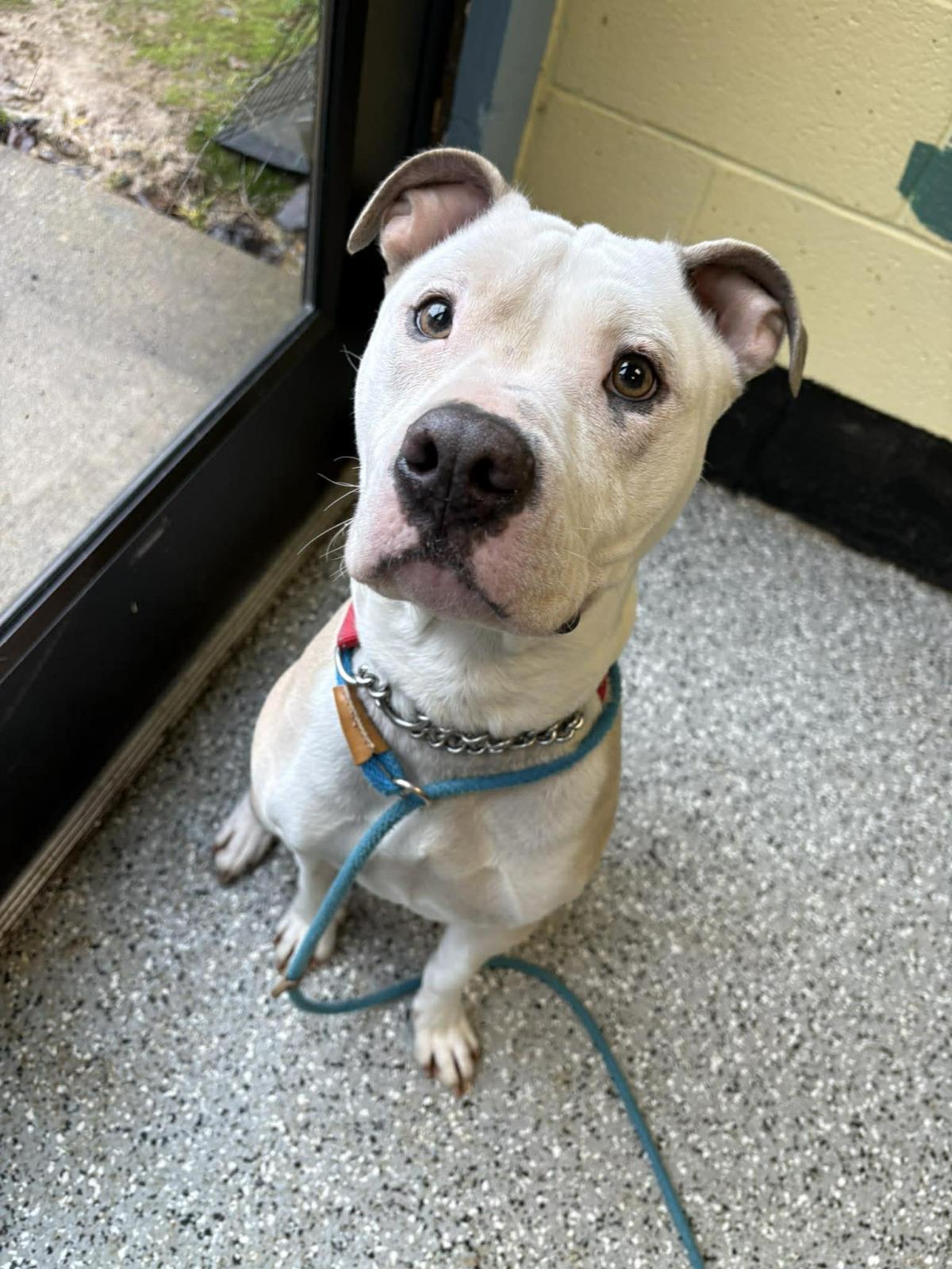 Carmella, Adoptable, Young Female American Staffordshire Terrier.