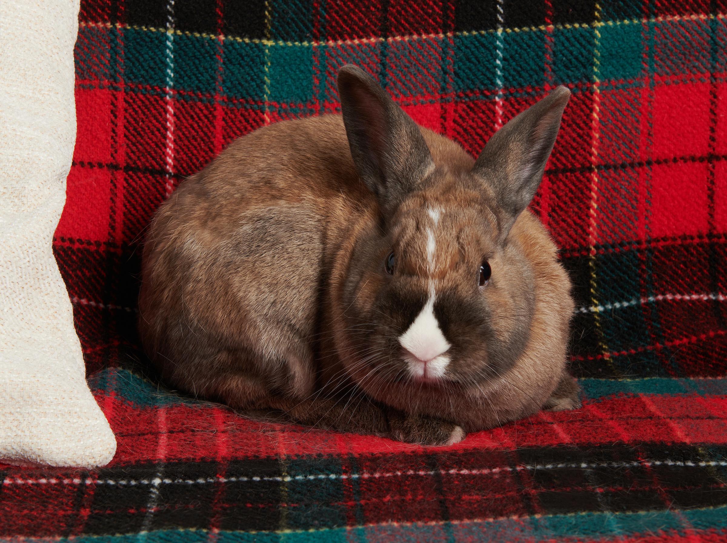 Enlarge Dunkel, a ADOPTABLE mixed breed in Iowa City, IA image 3/5