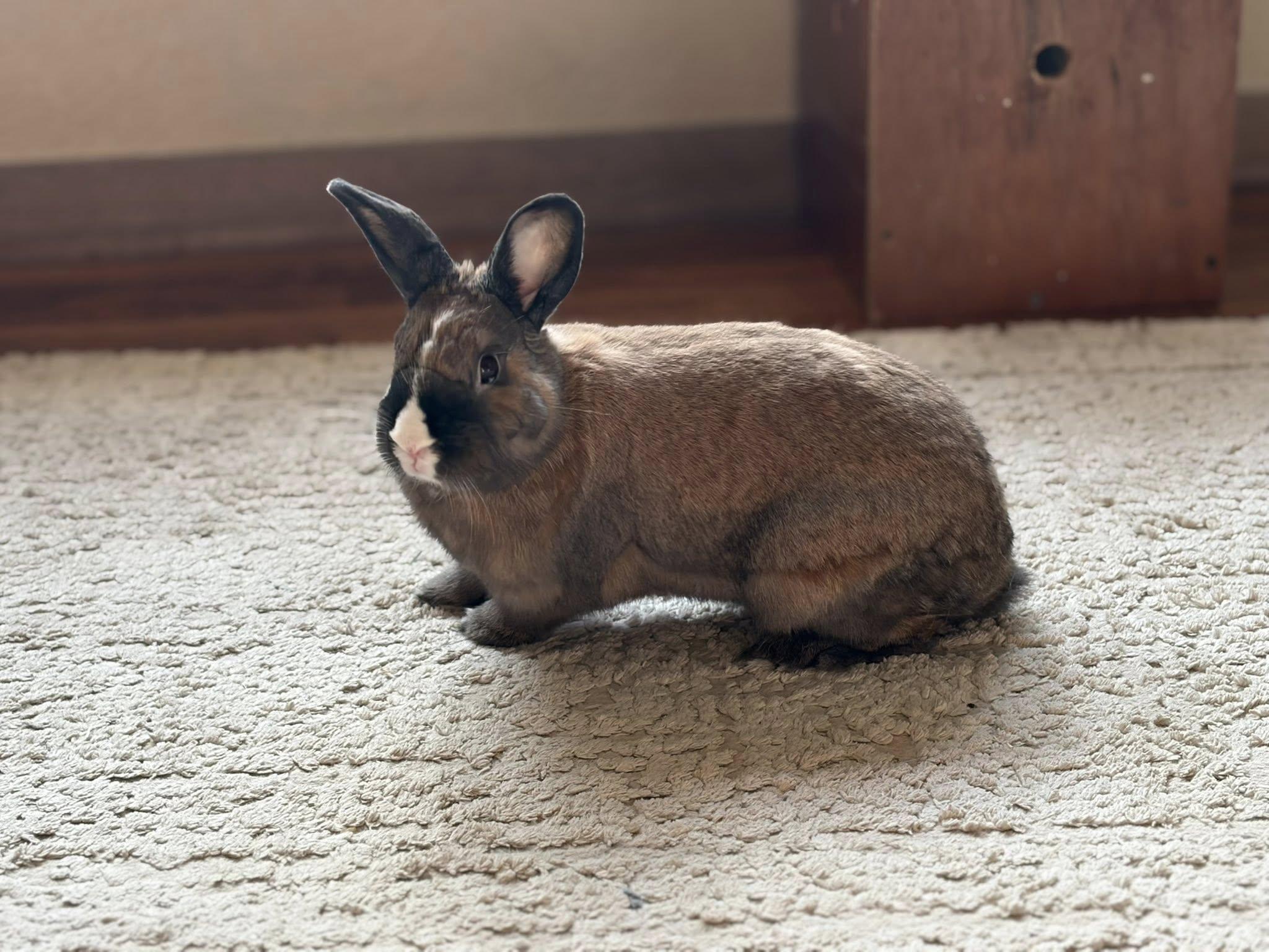 Enlarge Dunkel, a ADOPTABLE mixed breed in Iowa City, IA image 4/5