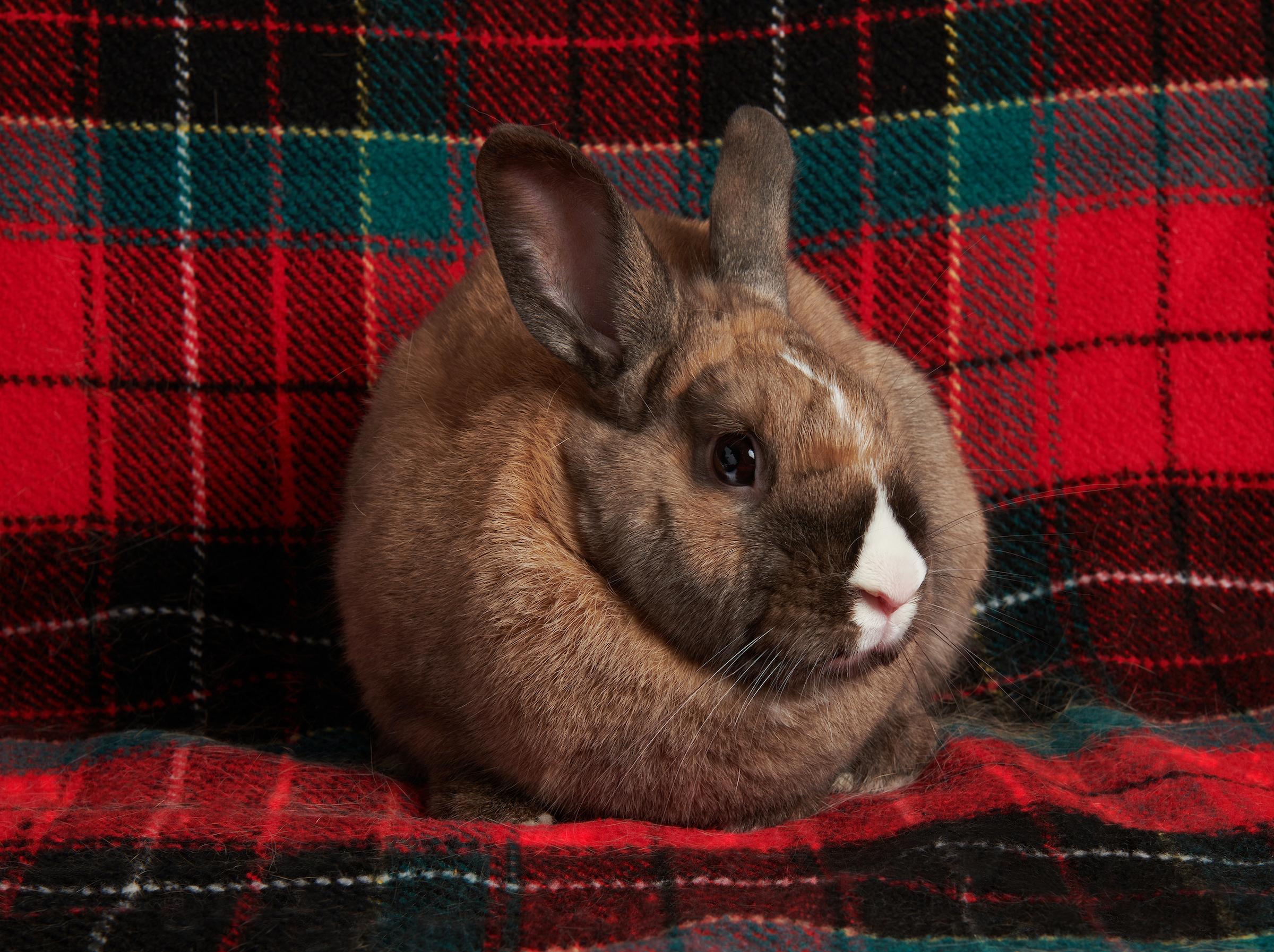 Enlarge Dunkel, a ADOPTABLE mixed breed in Iowa City, IA image 5/5