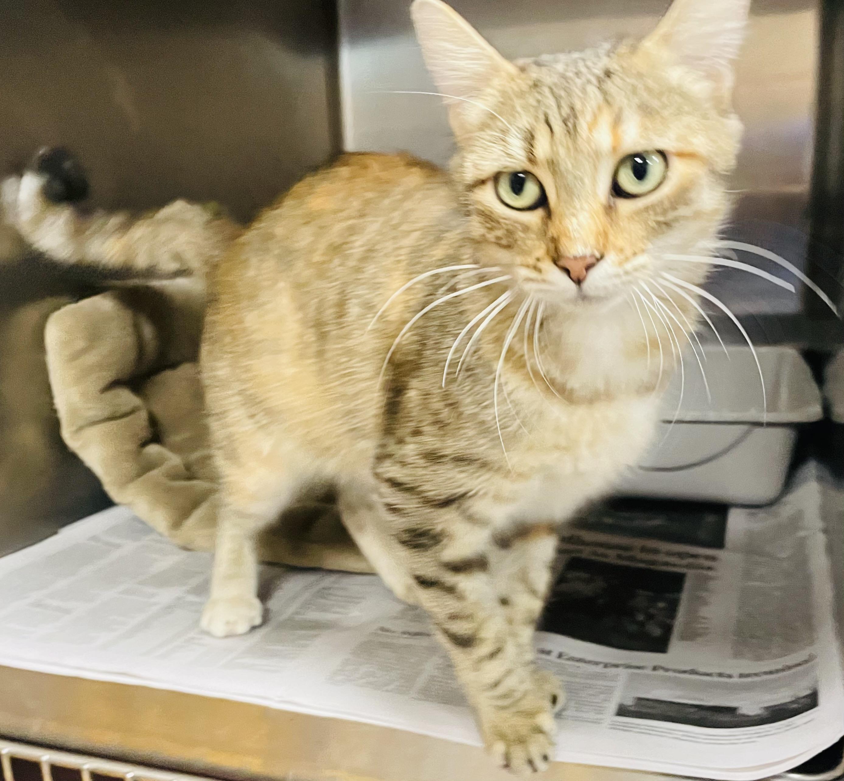 Enlarge Cinnamon, a Adoptable mixed breed in Seabrook, TX image 4/4