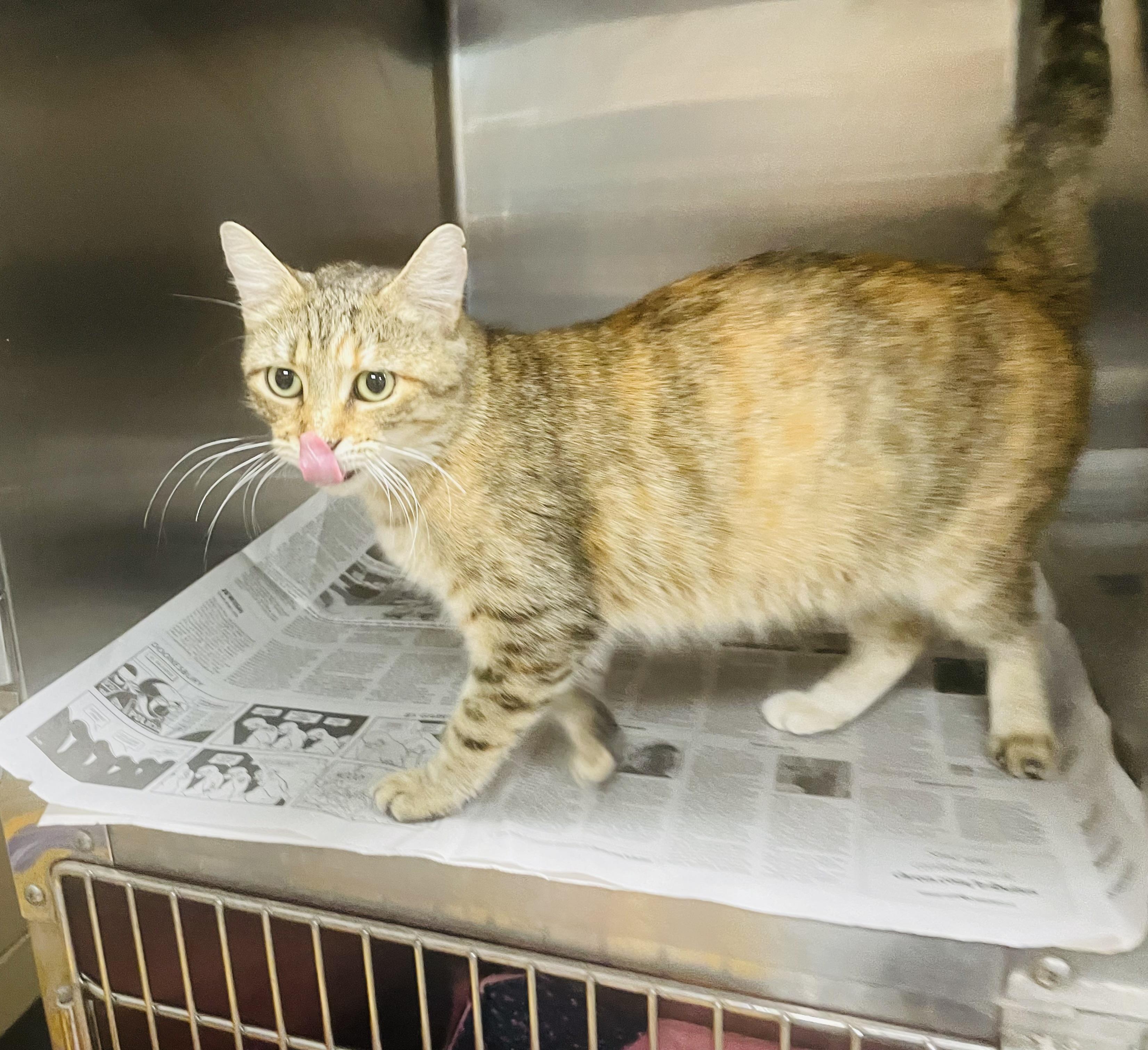 Enlarge Cinnamon, a Adoptable mixed breed in Seabrook, TX image 3/4