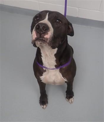 Enlarge HAM, a Adoptable Pit Bull Terrier in Saint Cloud, FL image 1/1