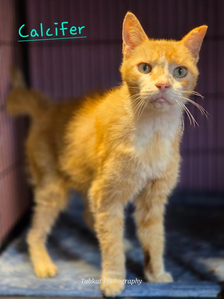 Enlarge Calcifer, a Adoptable mixed breed in Cambridge, MD image 1/1