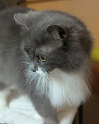 Enlarge Thumper, an adopted Domestic Long Hair in Johnstown, PA image 2/4