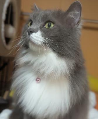 Thumper, adopted, Adult Female Domestic Long Hair.