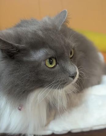 Enlarge Thumper, an adopted Domestic Long Hair in Johnstown, PA image 3/4