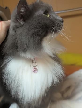 Enlarge Thumper, an adopted Domestic Long Hair in Johnstown, PA image 4/4