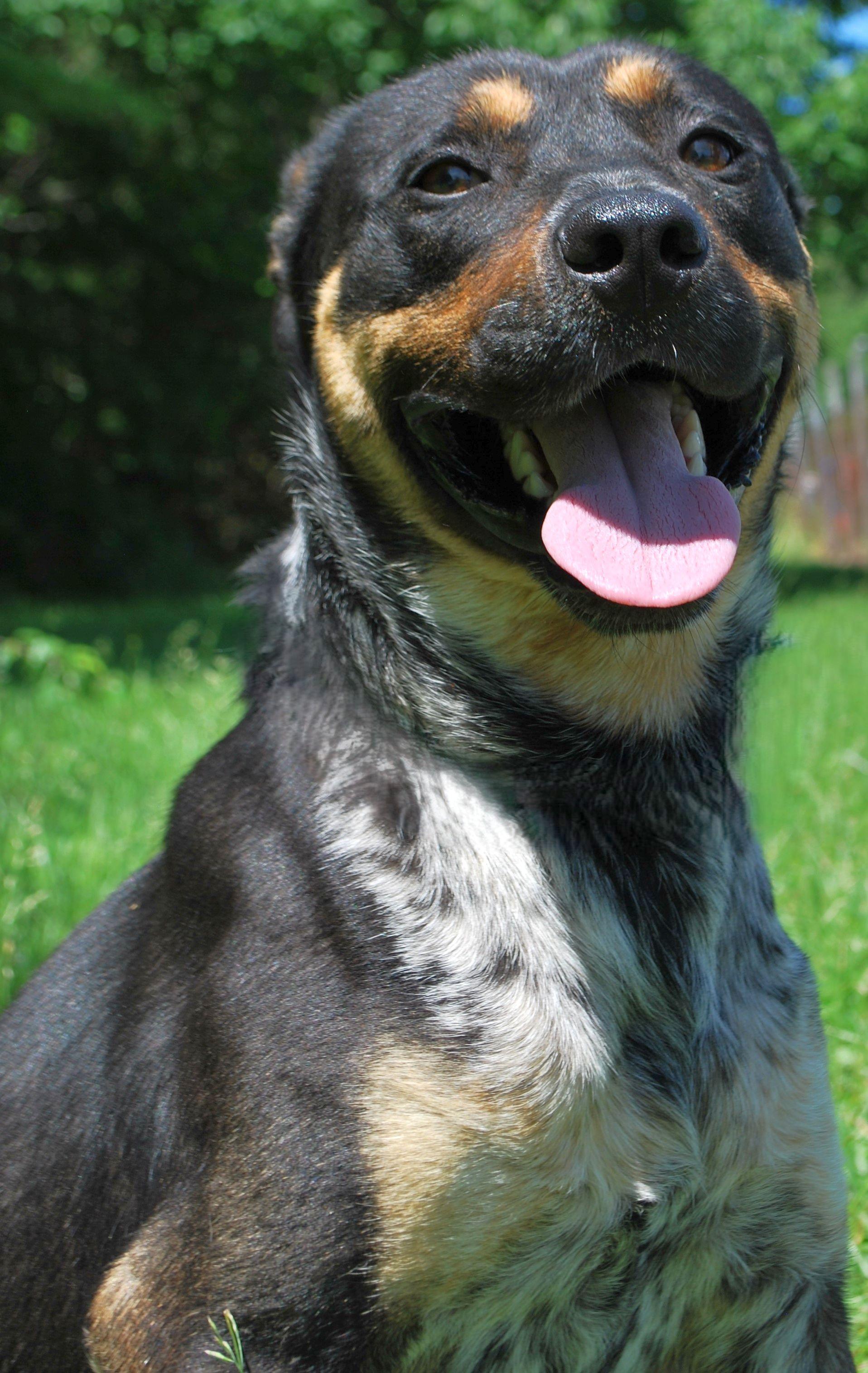 Trooper, a Adoptable mixed breed in manchester, TN image 4/5