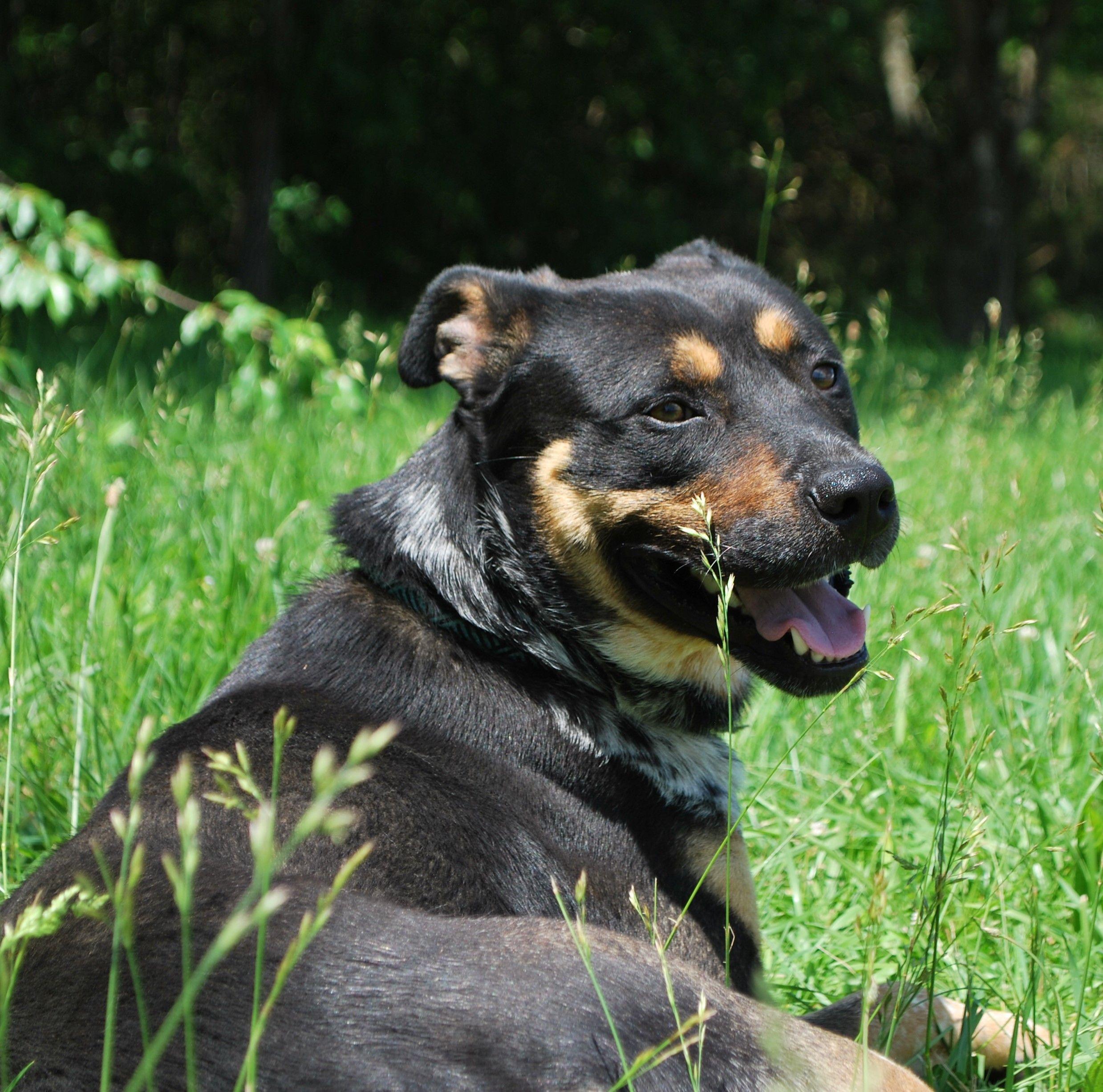 Trooper, a Adoptable mixed breed in manchester, TN image 2/5