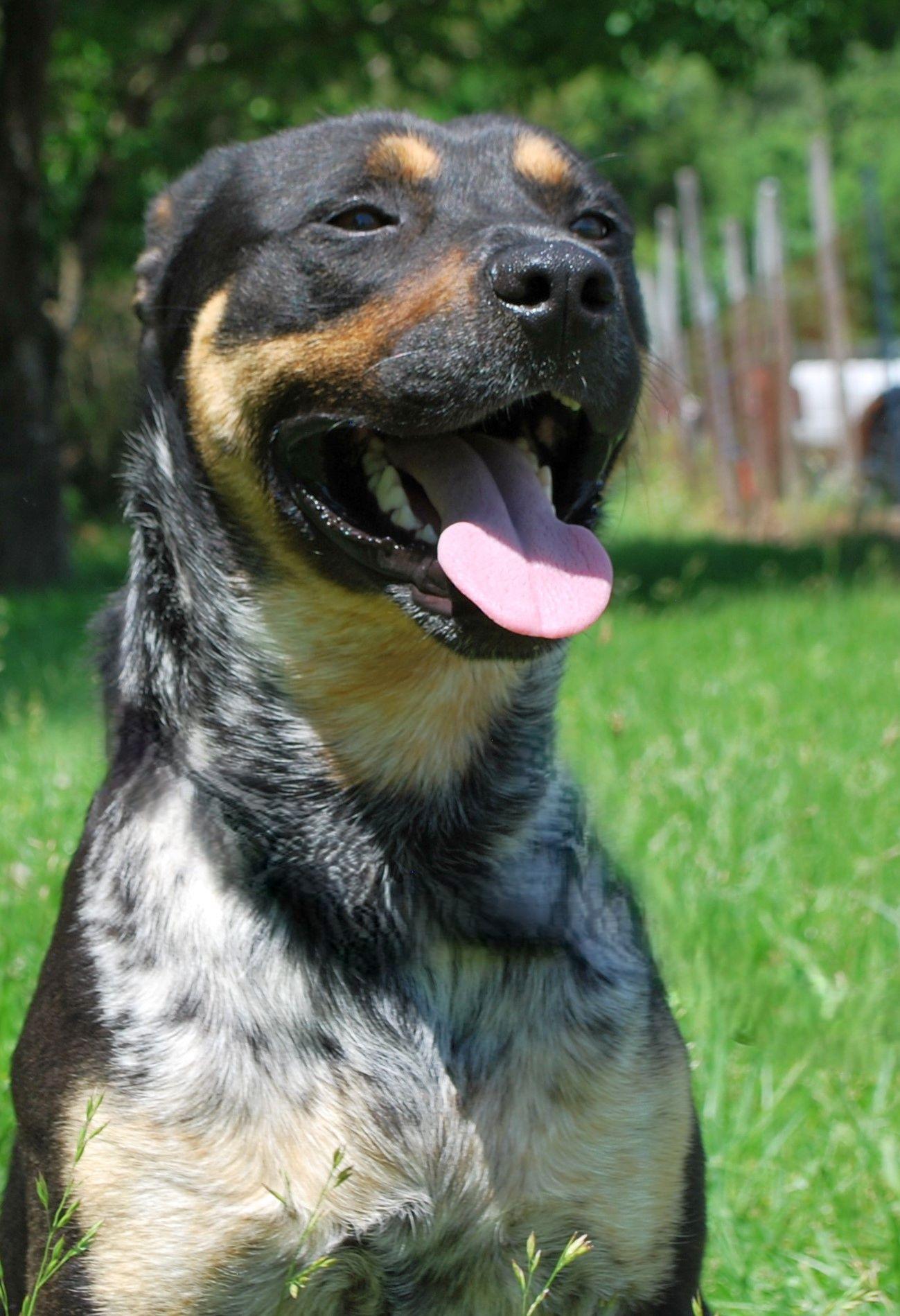 Trooper, a Adoptable mixed breed in manchester, TN image 3/5