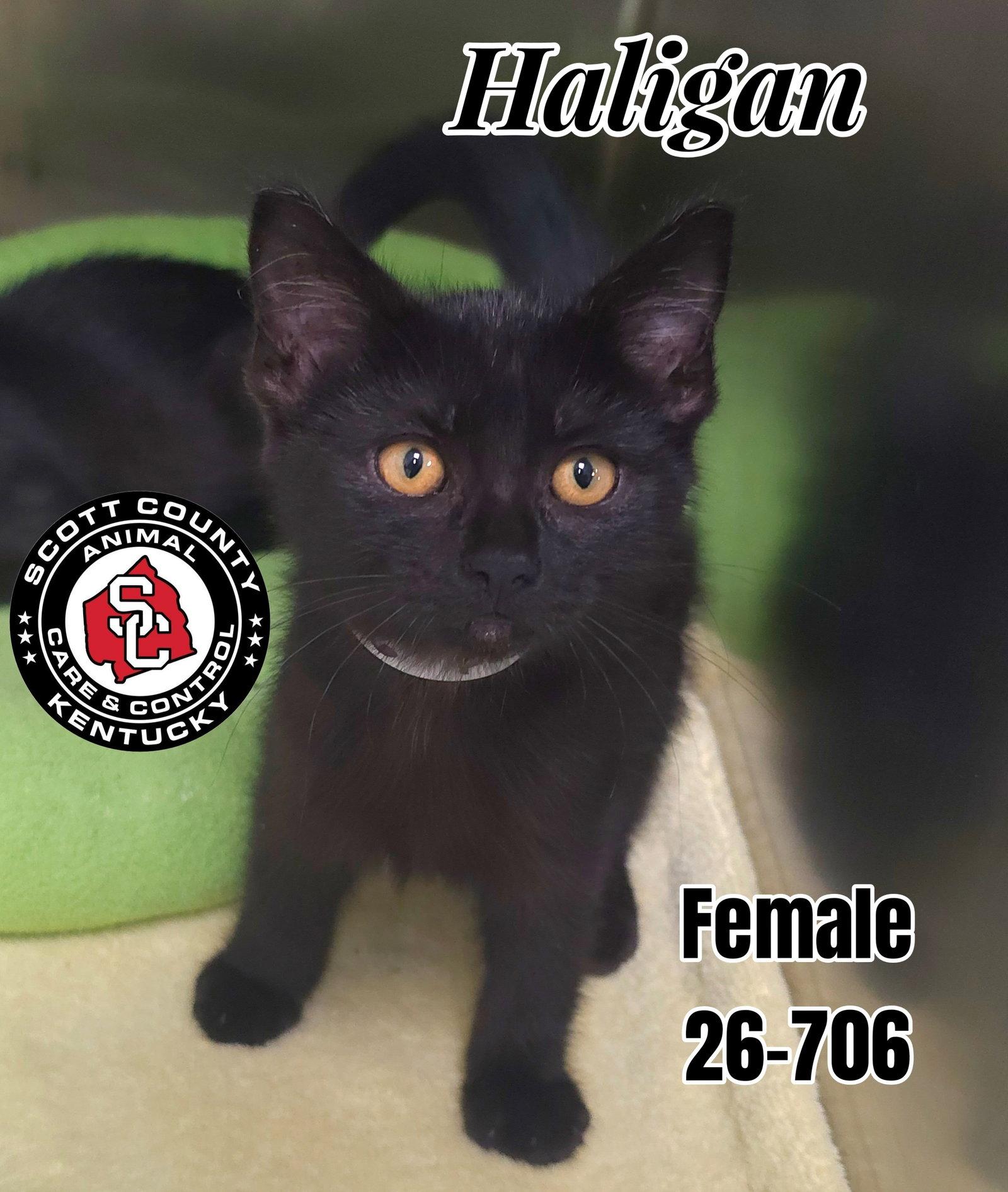 Enlarge Haligan, a Adopted Domestic Short Hair in Georgetown, KY image 1/1