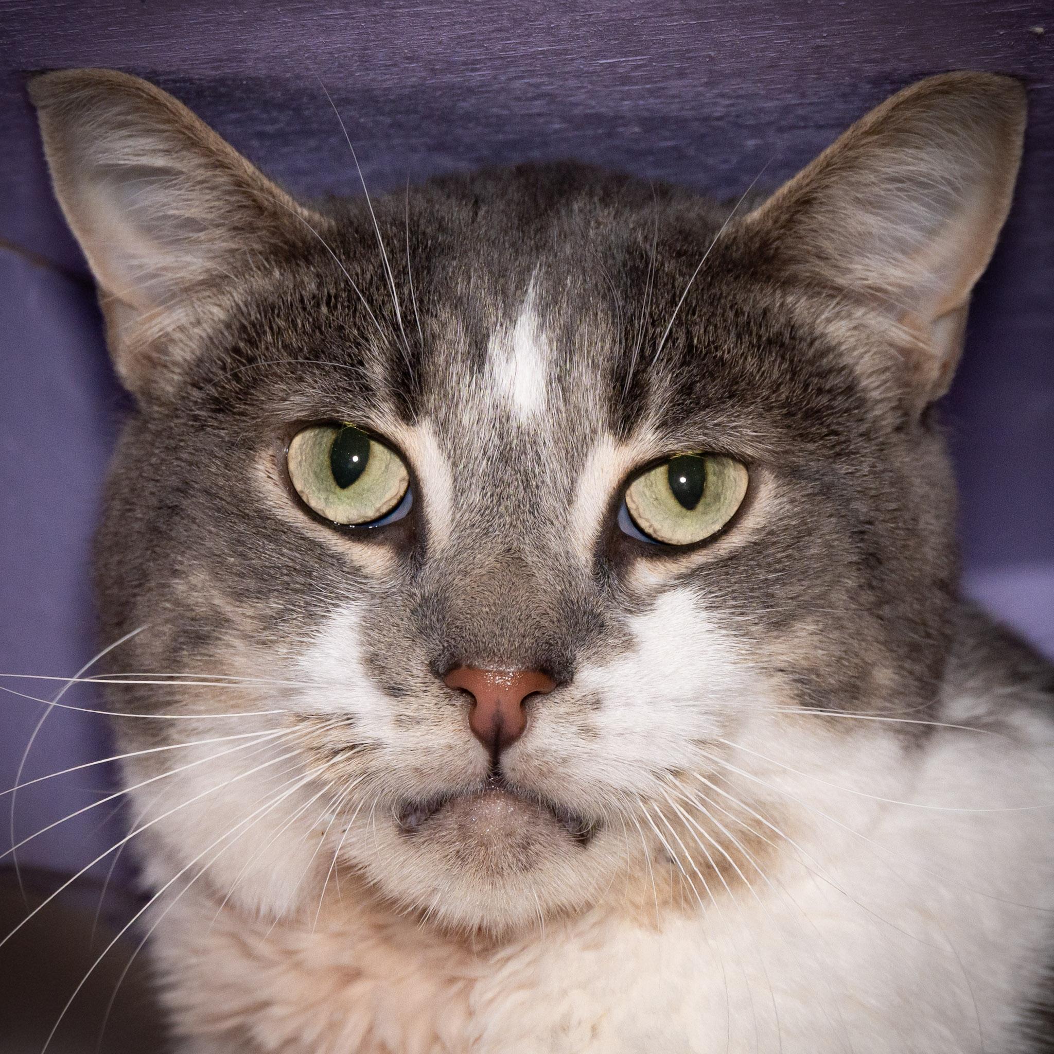 Enlarge Cooper, a Adoptable Domestic Short Hair in Victor, NY image 2/3