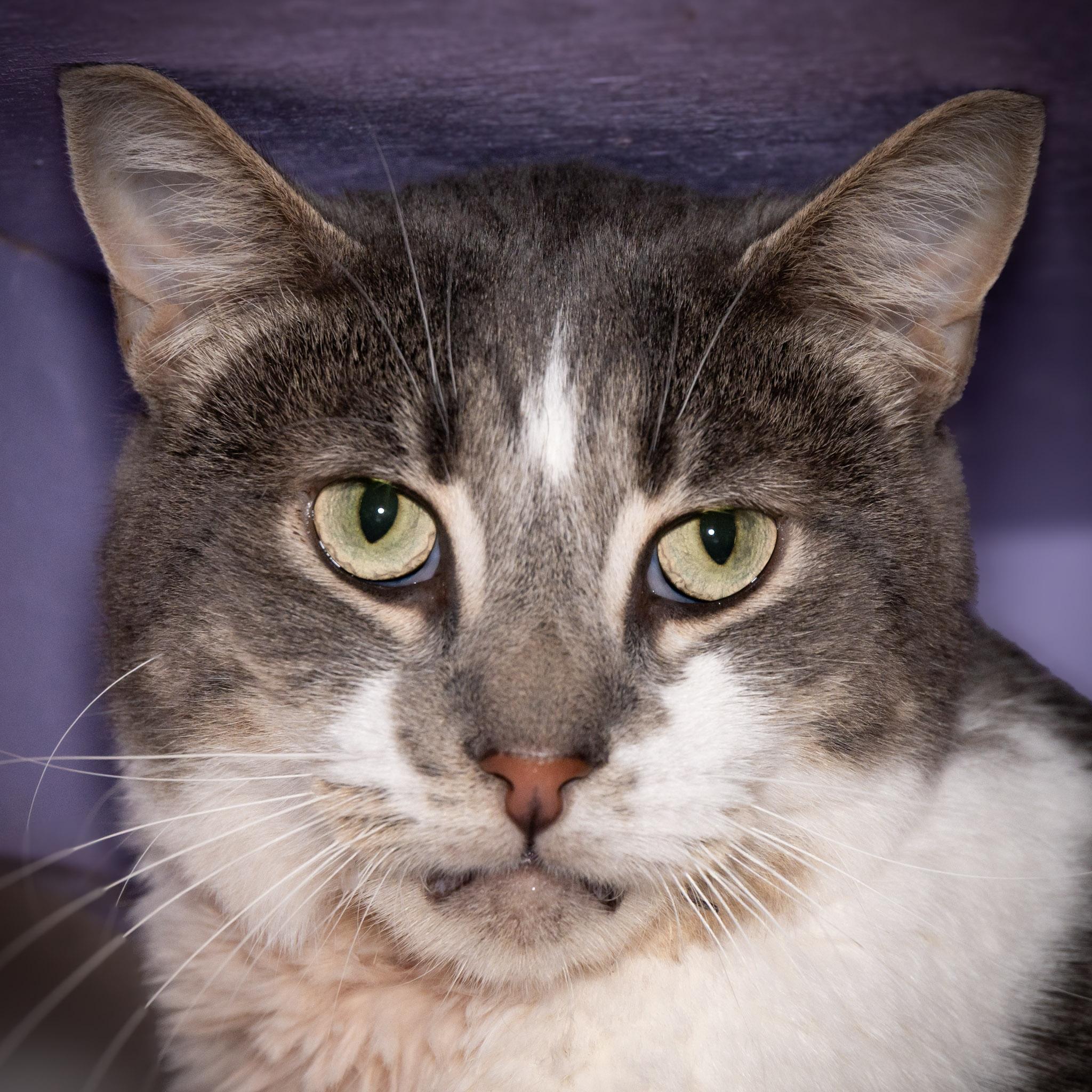 Enlarge Cooper, a Adoptable Domestic Short Hair in Victor, NY image 1/3