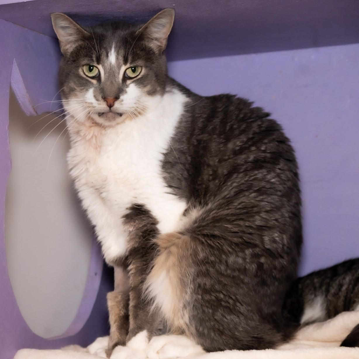 Enlarge Cooper, a Adoptable Domestic Short Hair in Victor, NY image 3/3