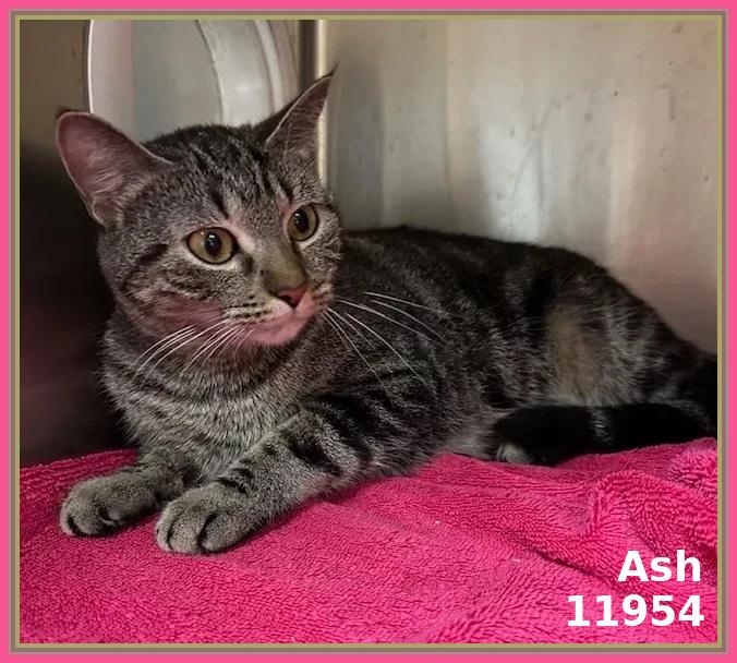 ASH (also see SMOKEY)