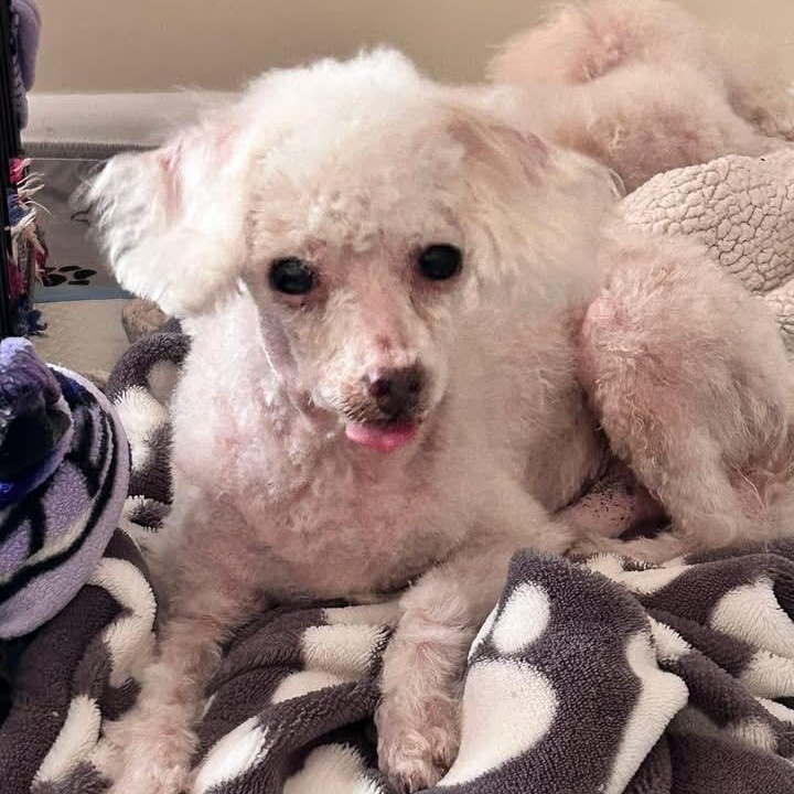 Duff , ADOPTABLE, Senior Male Poodle (Toy).