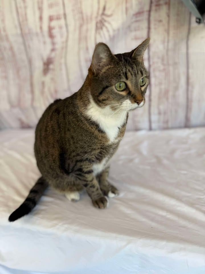 Tator, Adult Female American Shorthair