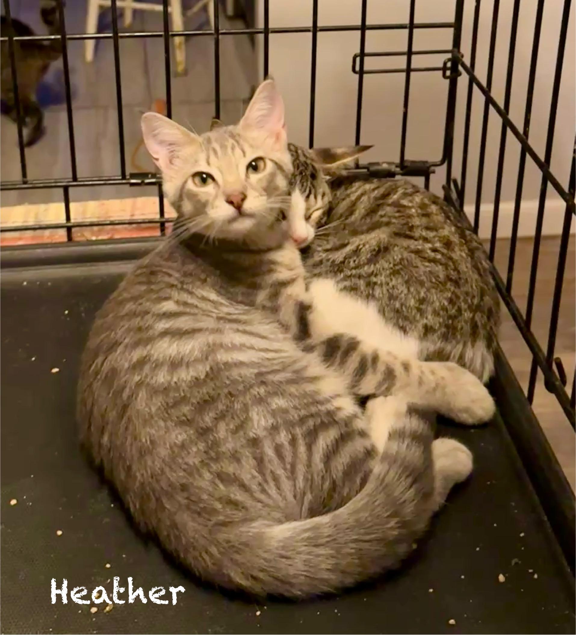 Heather