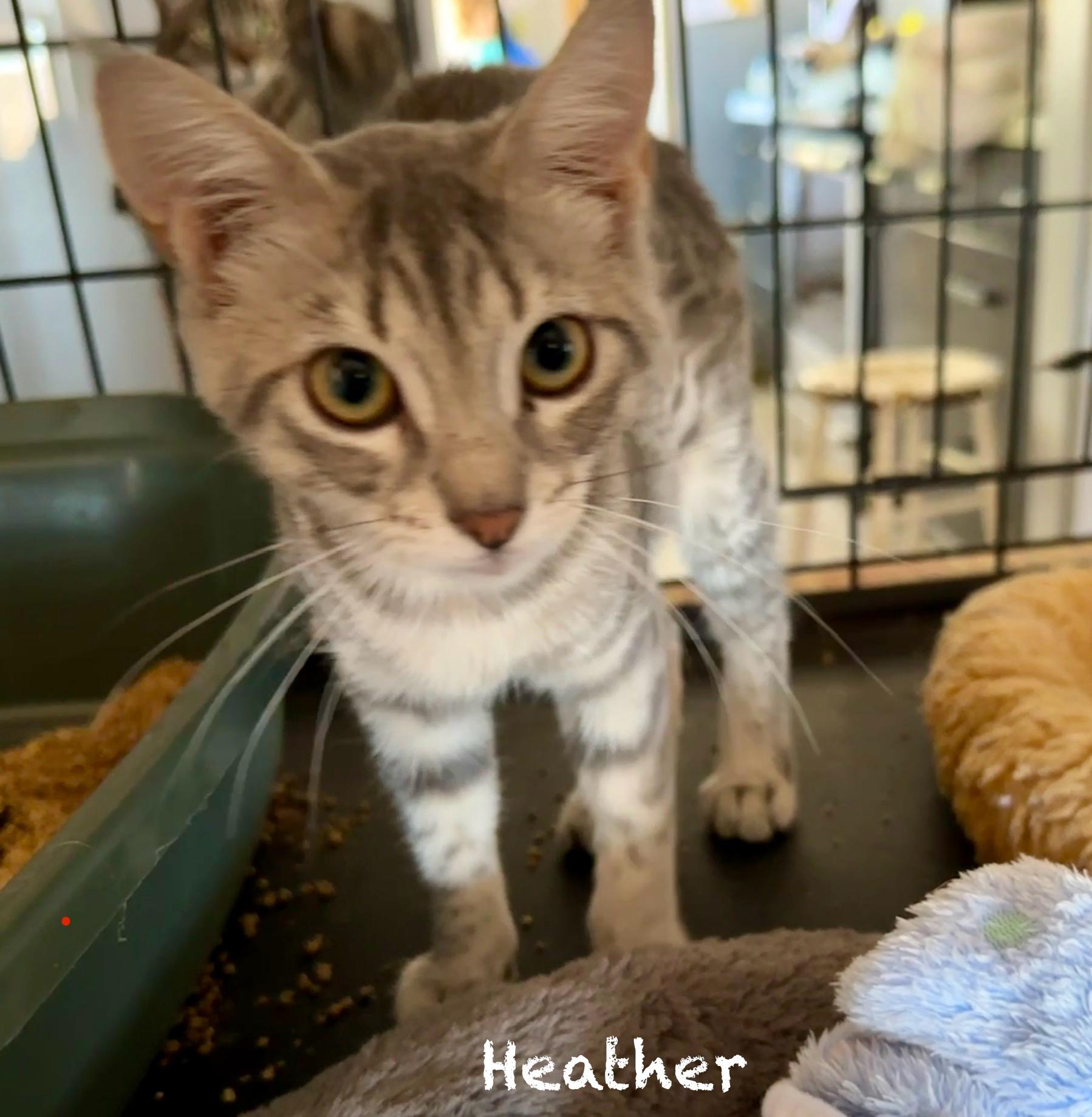 Heather