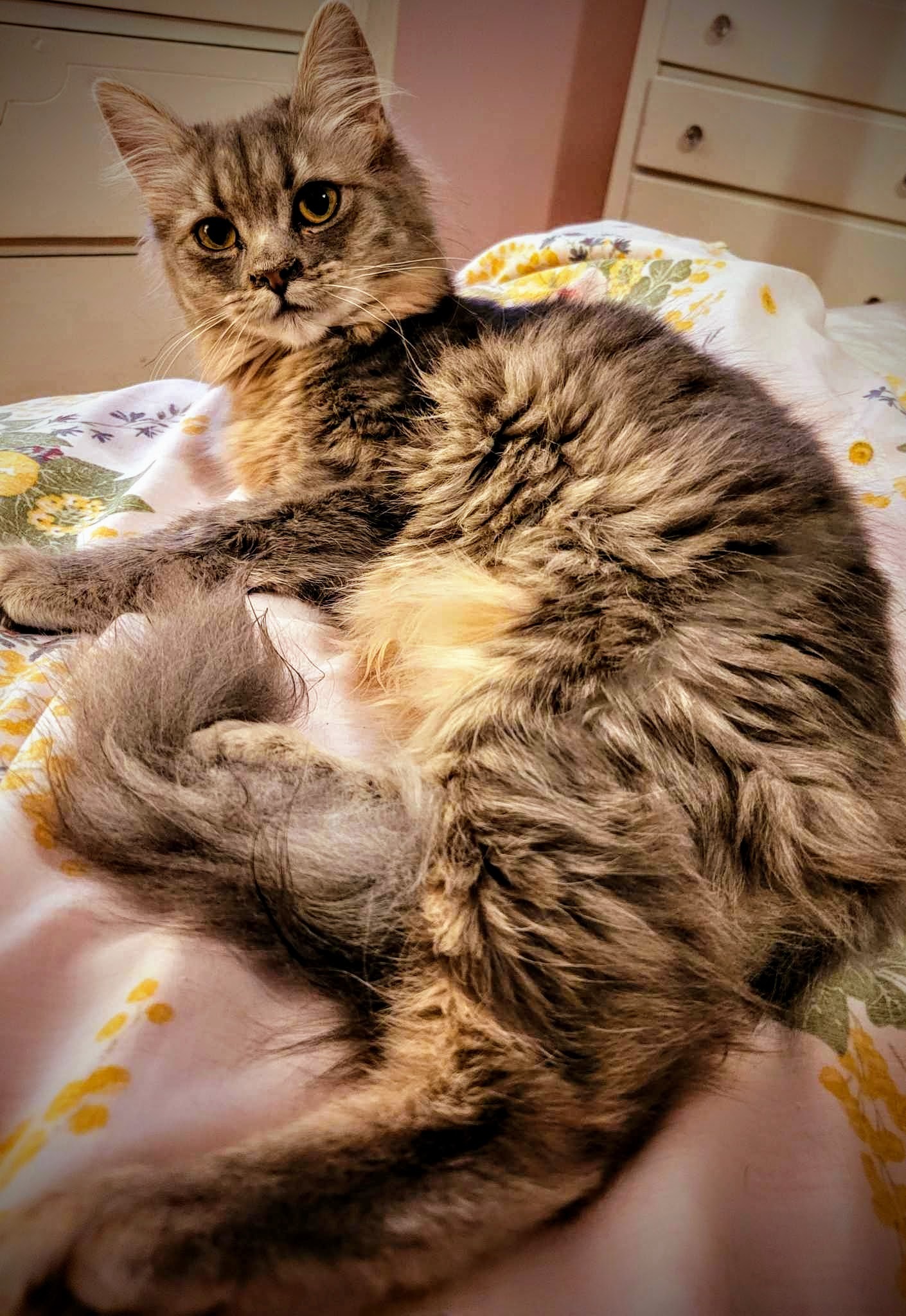 LuLu , a Adoptable Domestic Medium Hair in Greensburg, PA image 2/6