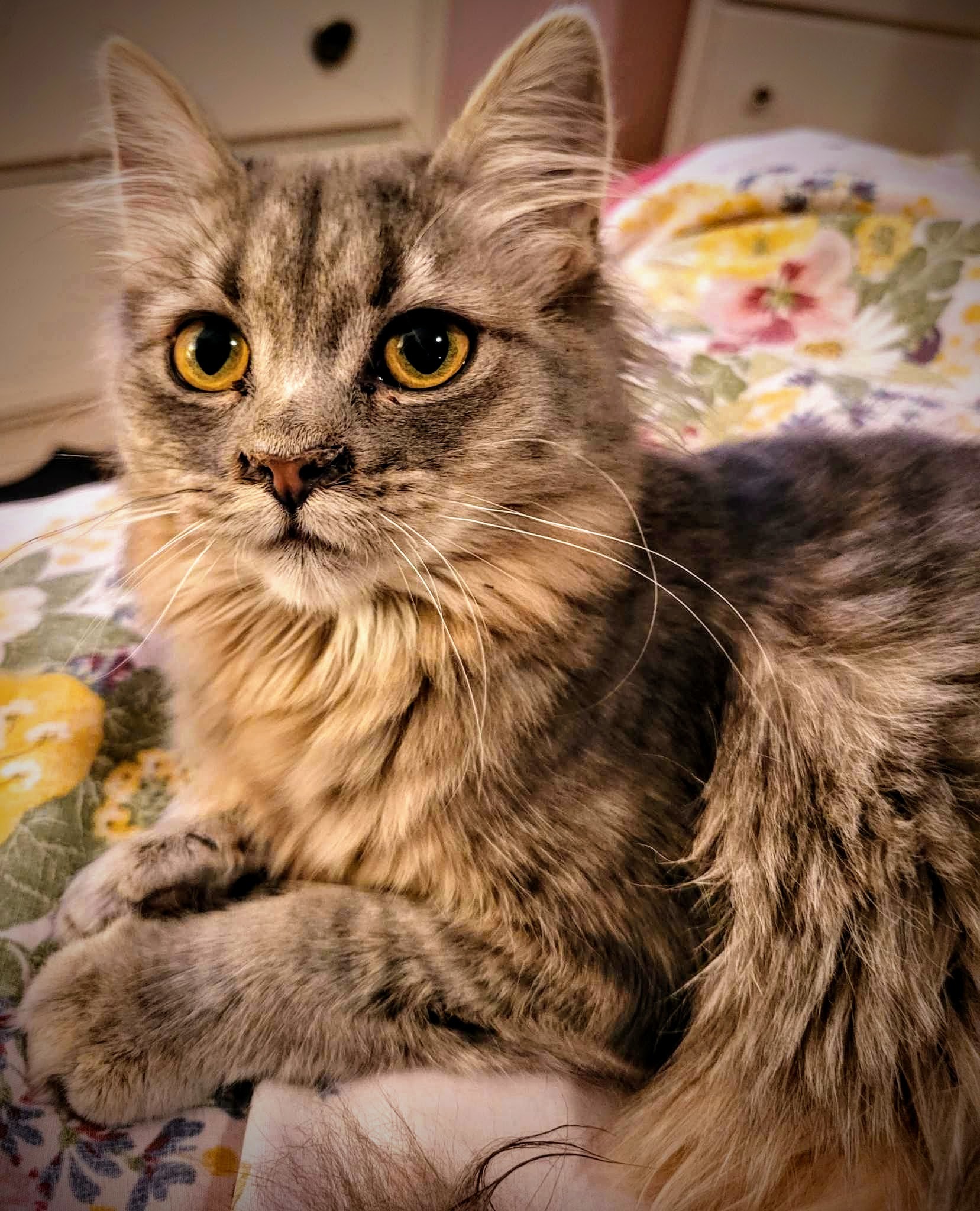 LuLu , Baby Female Domestic Medium Hair