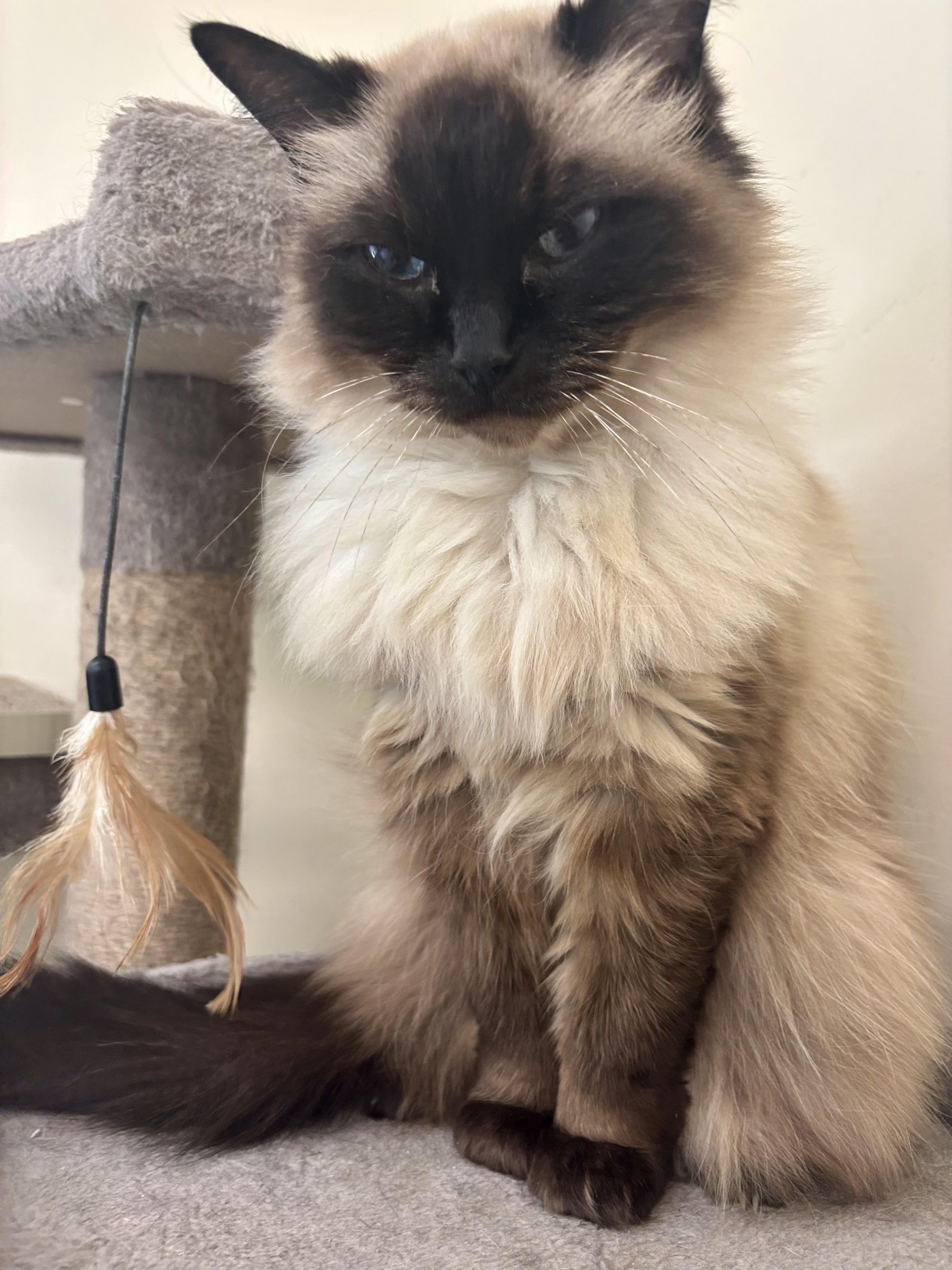 Enlarge Maggie, a Adopted Ragdoll in Sautee Nacoochee, GA image 2/3