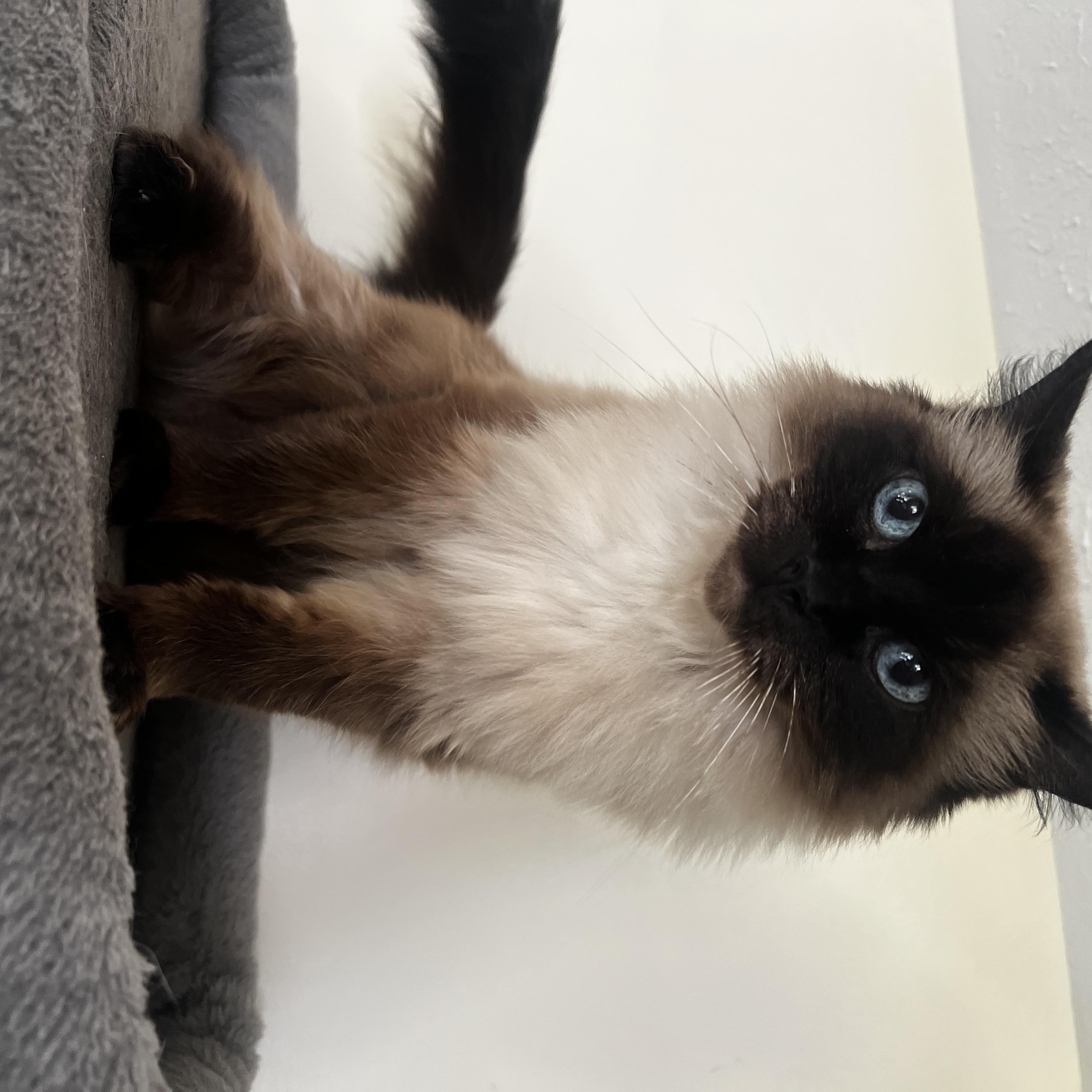 Enlarge Maggie, a Adopted Ragdoll in Sautee Nacoochee, GA image 3/3