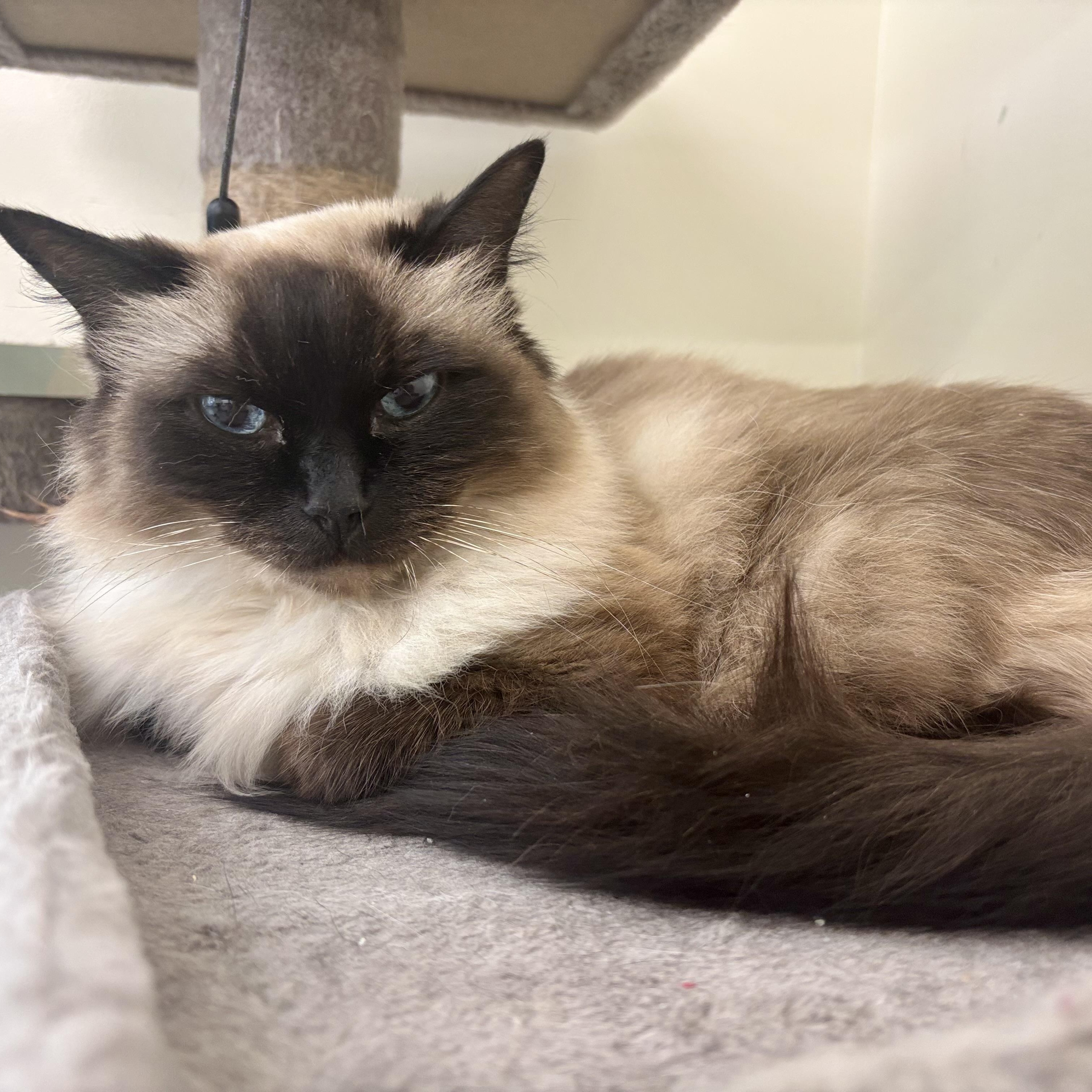 Maggie, Adopted, Senior Female Ragdoll.