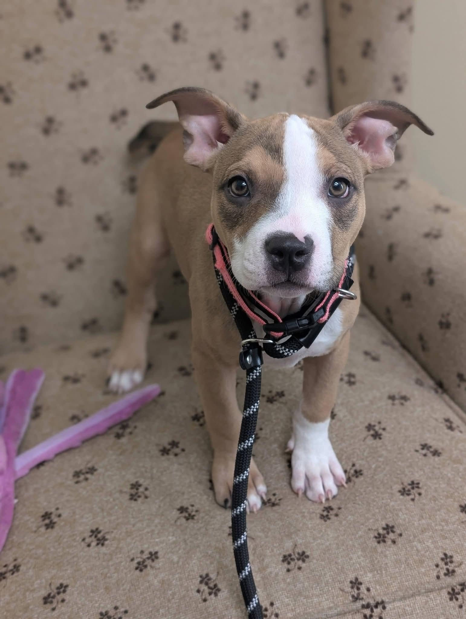 Enlarge DOLLY 425, a Adoptable mixed breed in Milwaukee, WI image 3/3