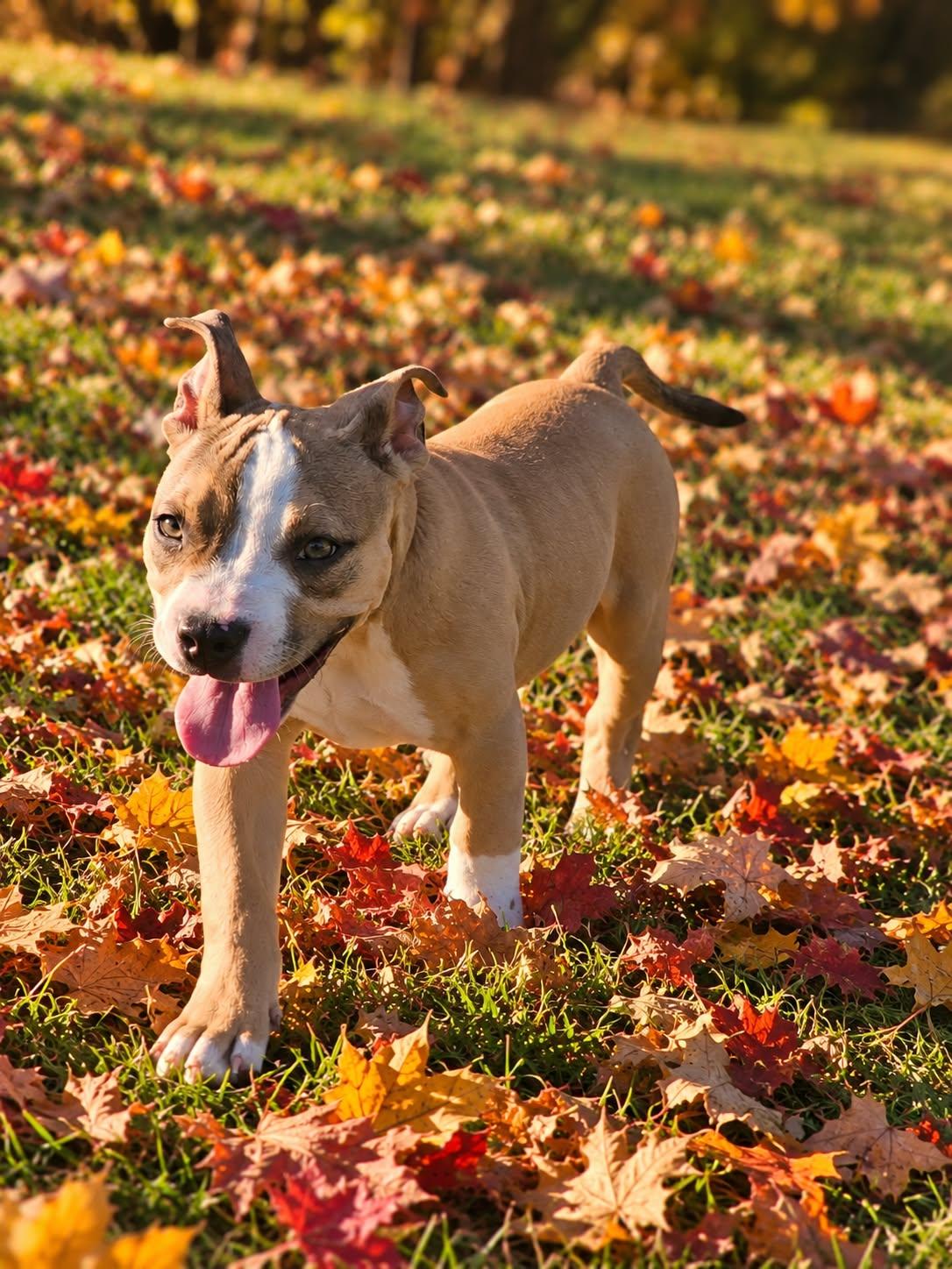 Enlarge DOLLY 425, a Adoptable mixed breed in Milwaukee, WI image 5/5