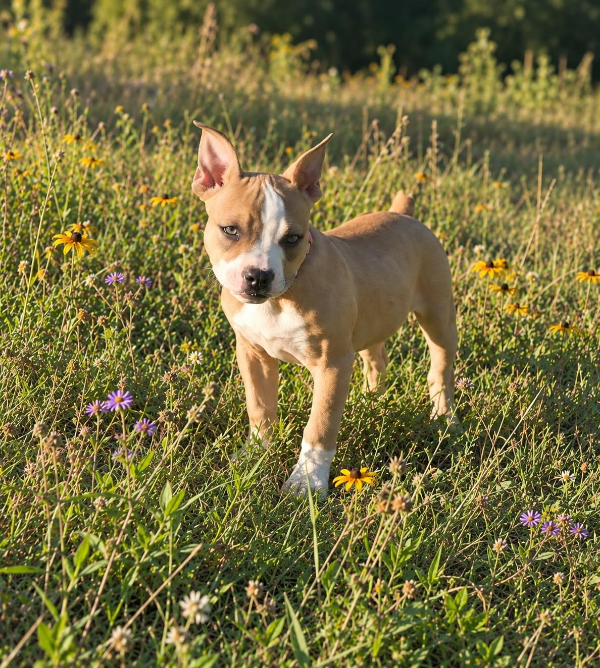 Enlarge DOLLY 425, a Adoptable mixed breed in Milwaukee, WI image 4/5