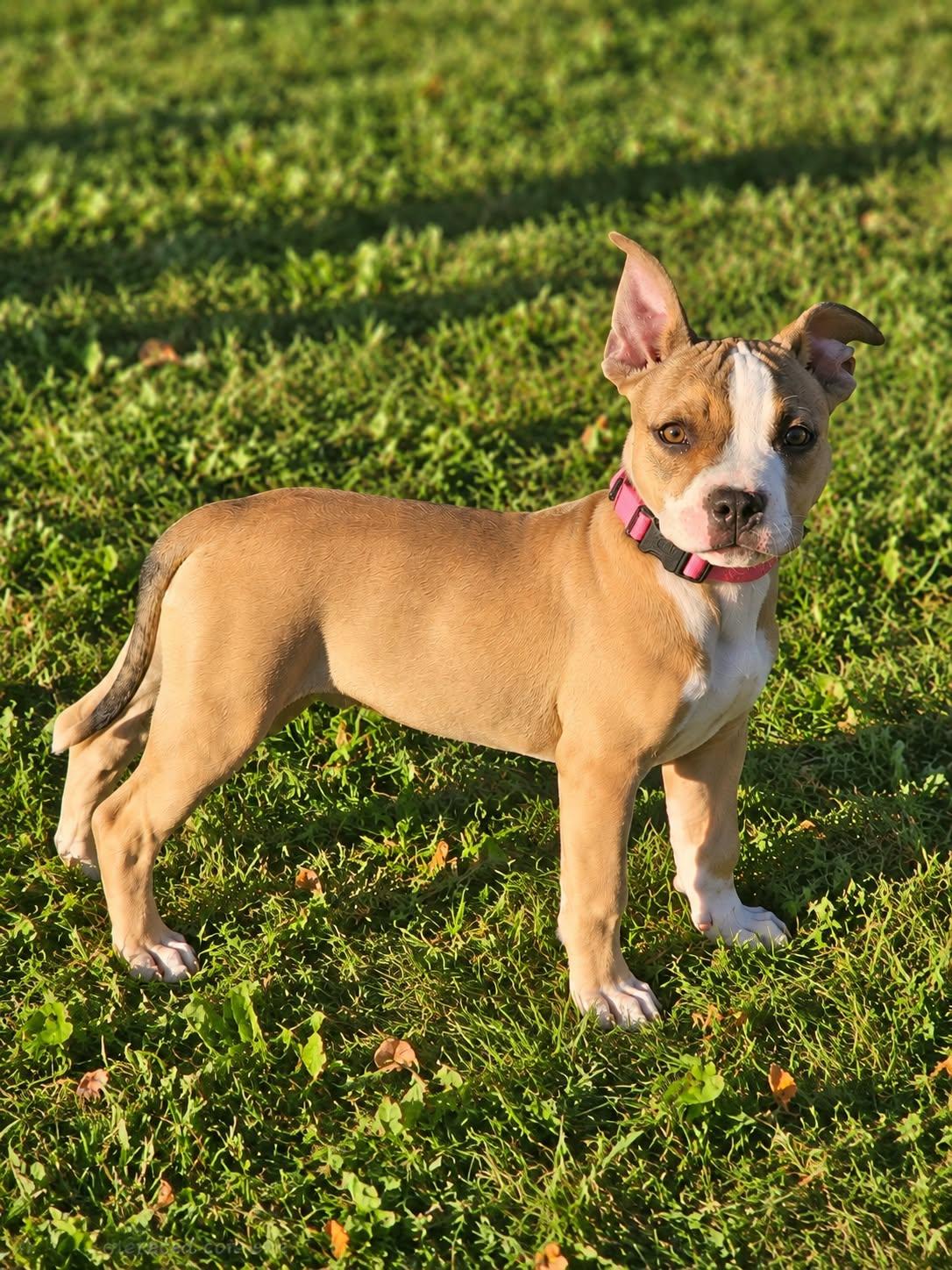 Enlarge DOLLY 425, a Adoptable mixed breed in Milwaukee, WI image 3/5