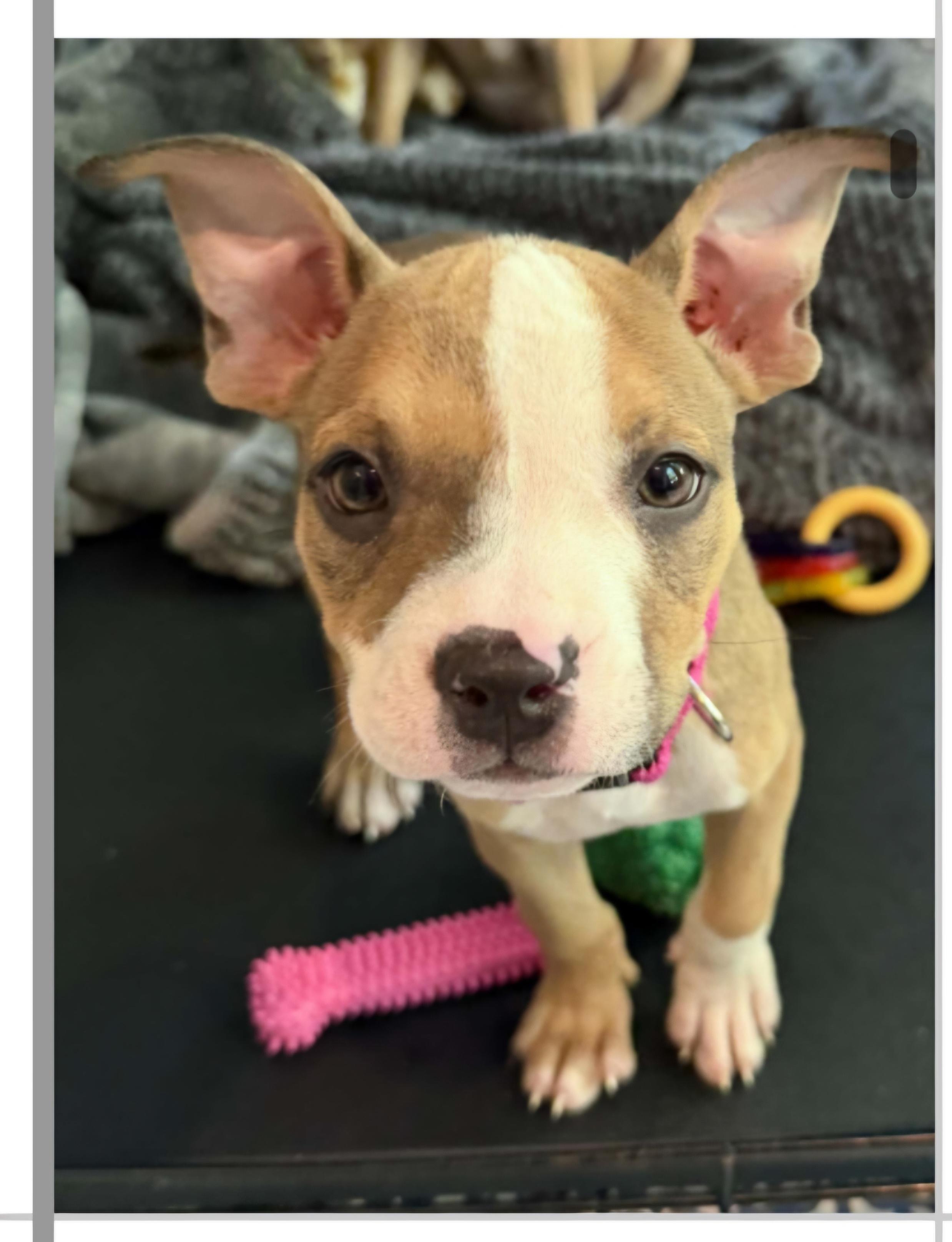 Enlarge DOLLY 425, a Adoptable mixed breed in Milwaukee, WI image 2/3