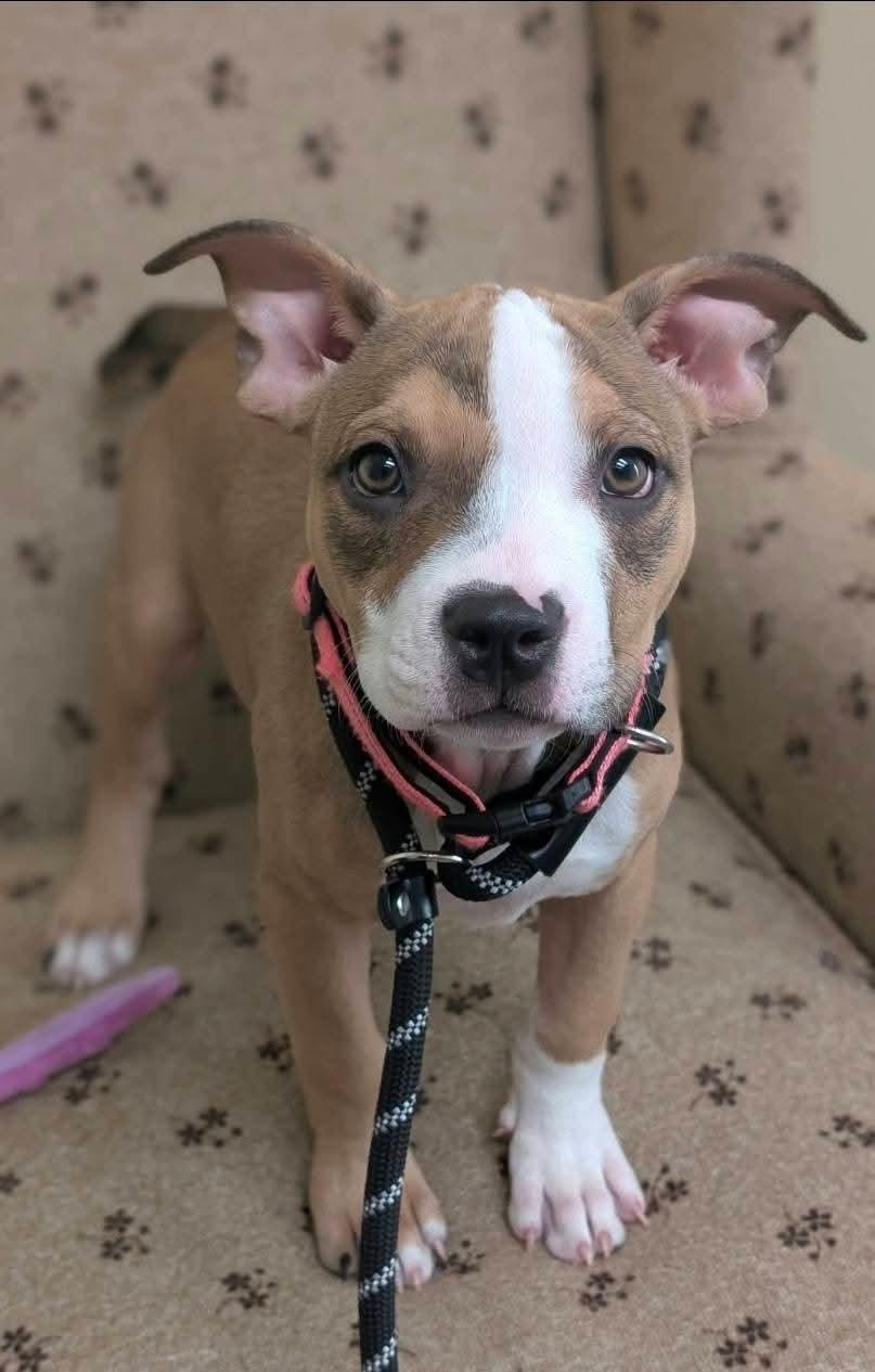 DOLLY 425, Adoptable, Puppy Female Mixed Breed.