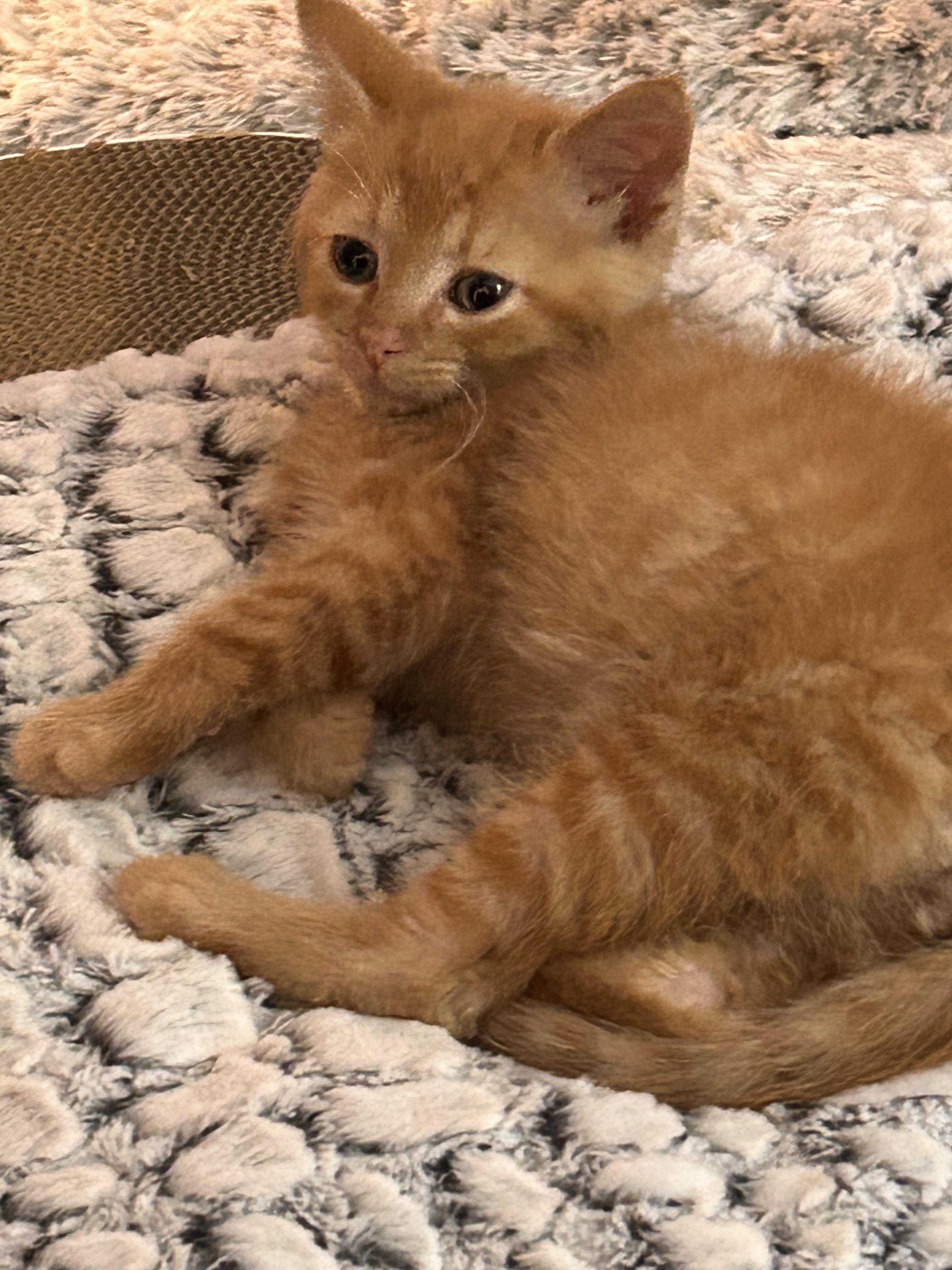 Rusty, an adopted Domestic Short Hair in Jeffersonville, IN image 3/3