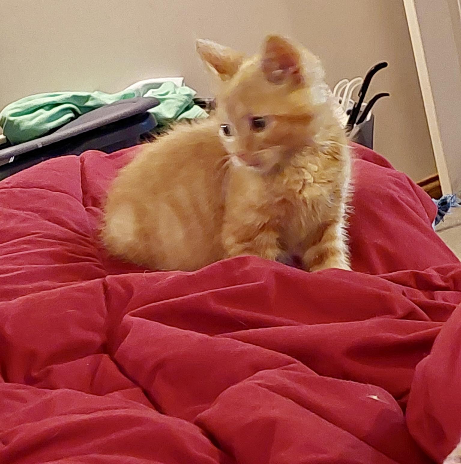 Rusty, adopted, Kitten Male Domestic Short Hair.