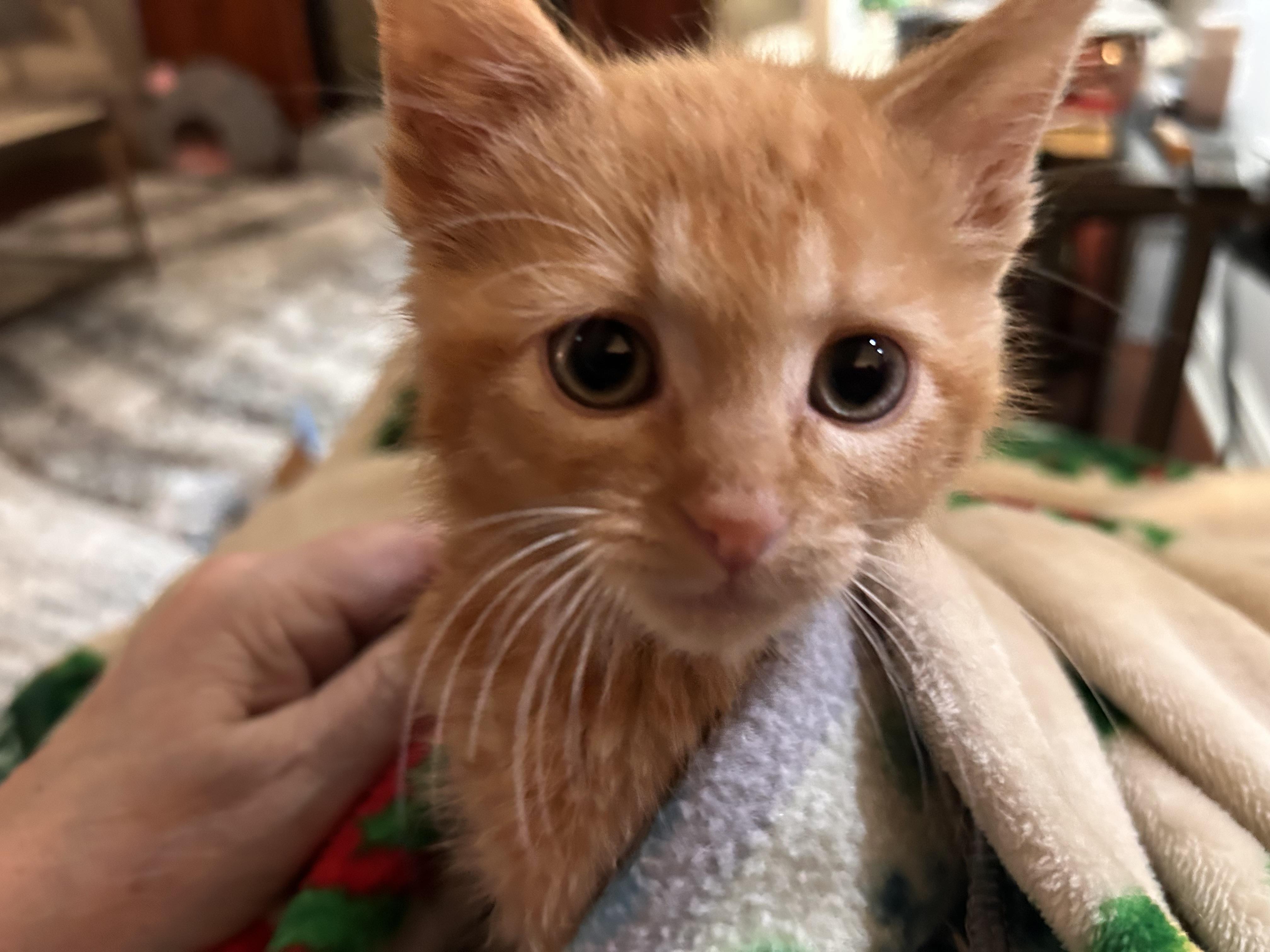 Rusty, an adopted Domestic Short Hair in Jeffersonville, IN image 2/3