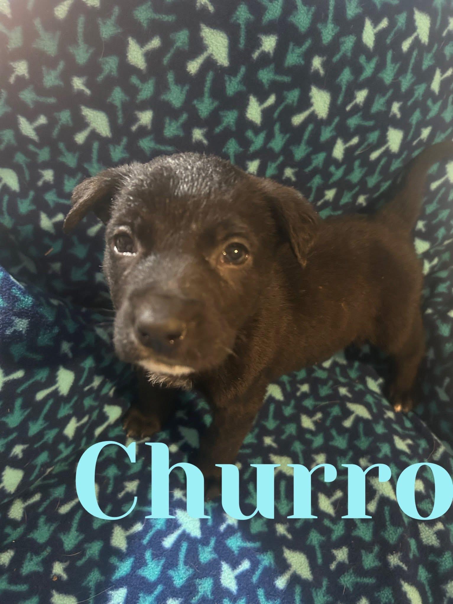 SweetTreats-Churro, Adoptable, Puppy Male Australian Cattle Dog / Blue Heeler & German Shepherd Dog.