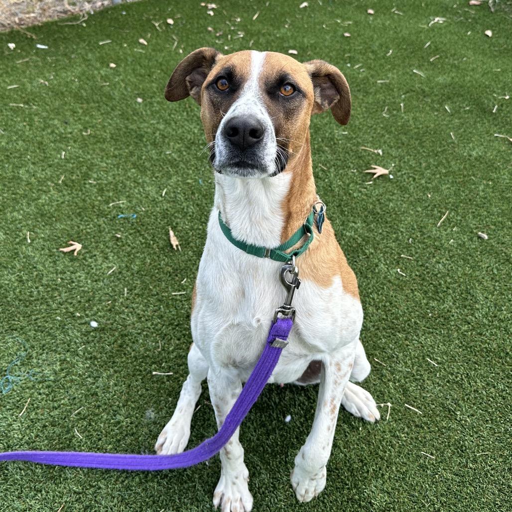 Enlarge Cooper, a Adoptable mixed breed in Durango, CO image 2/6