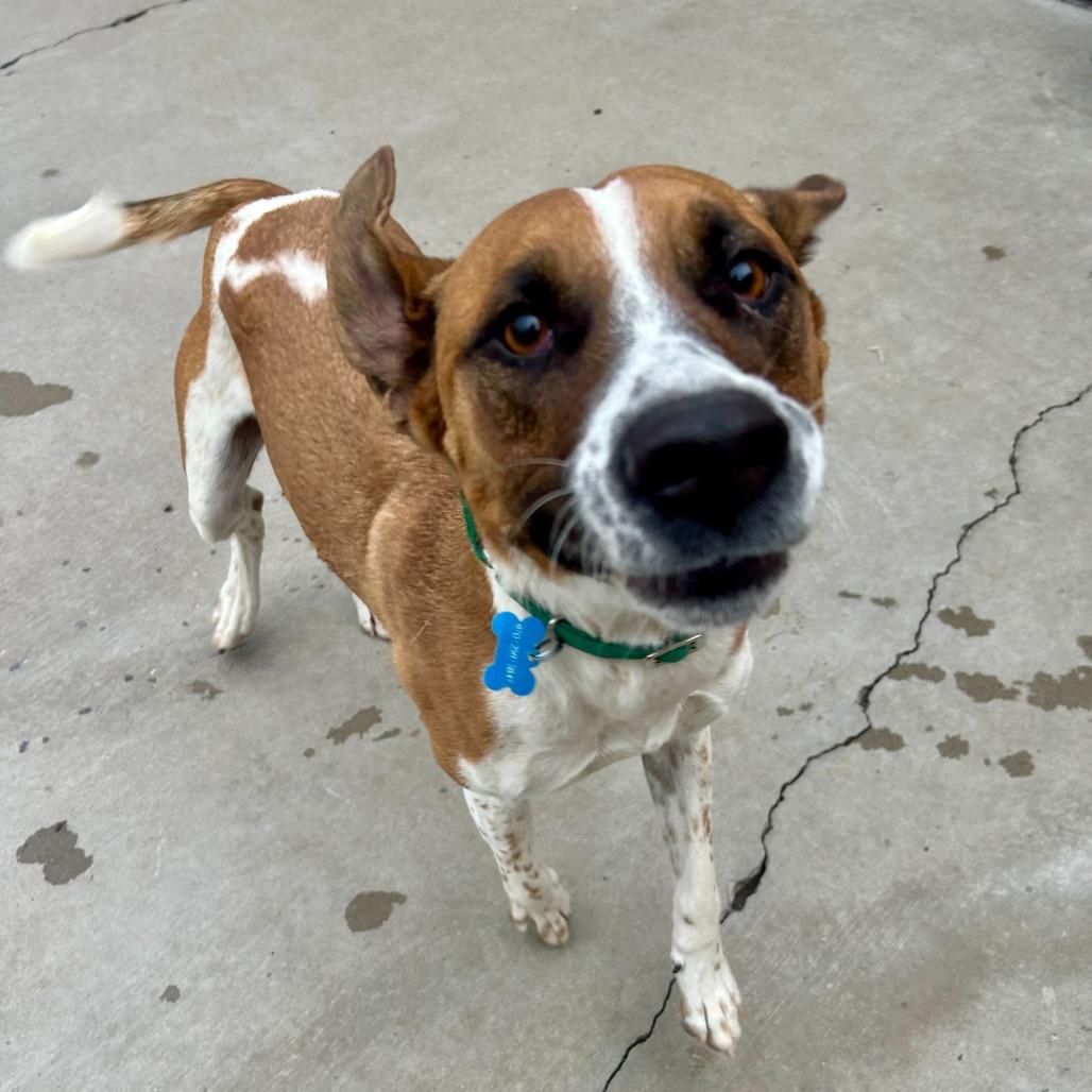 Enlarge Cooper, a Adoptable mixed breed in Durango, CO image 3/6